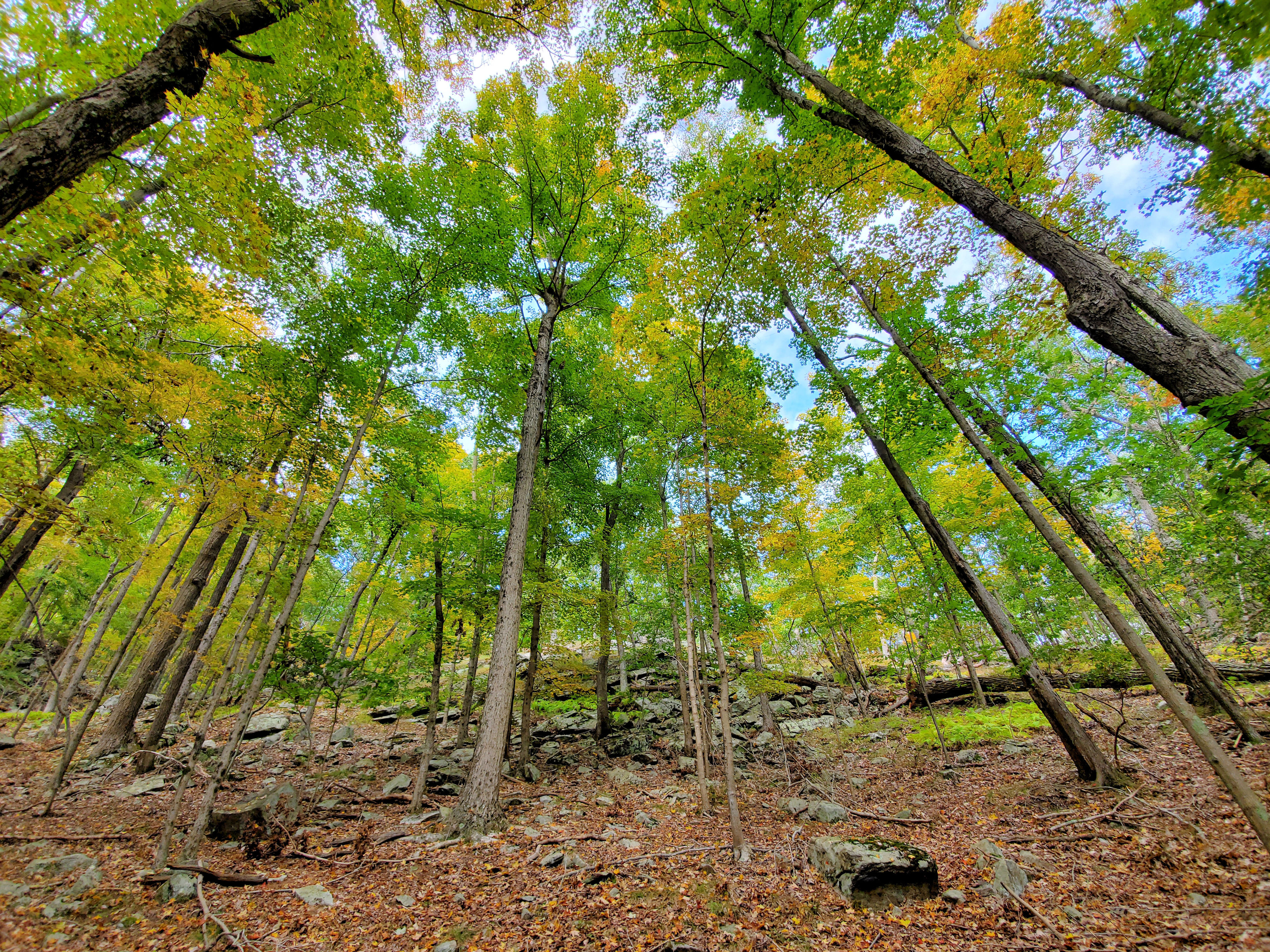 Tower of Trees along Mt Inlet Loop