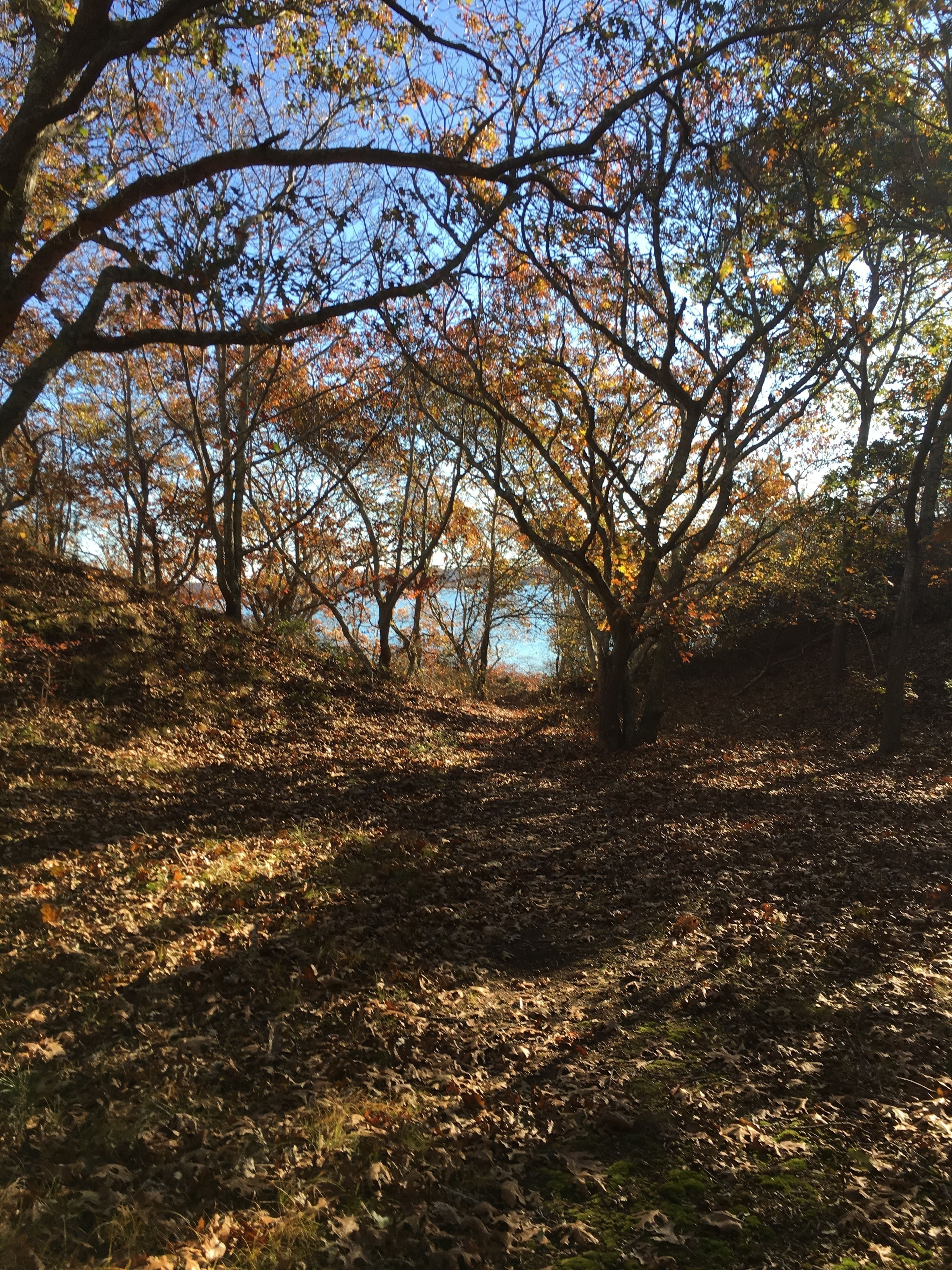 trail's end by Menemsha Pond