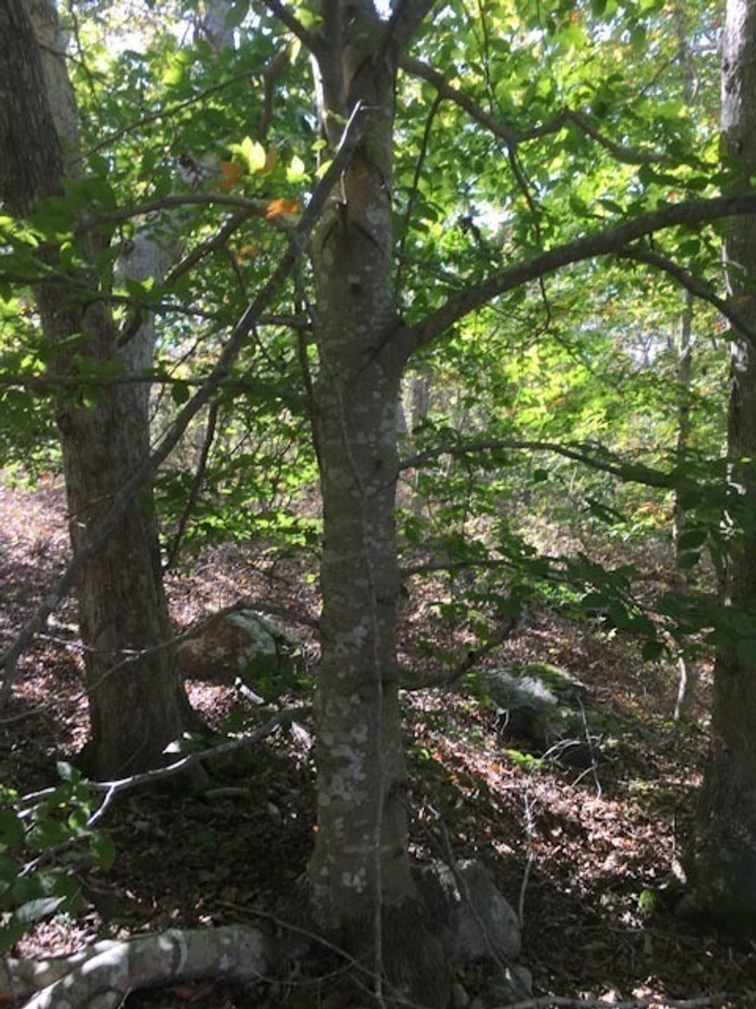 beech trees