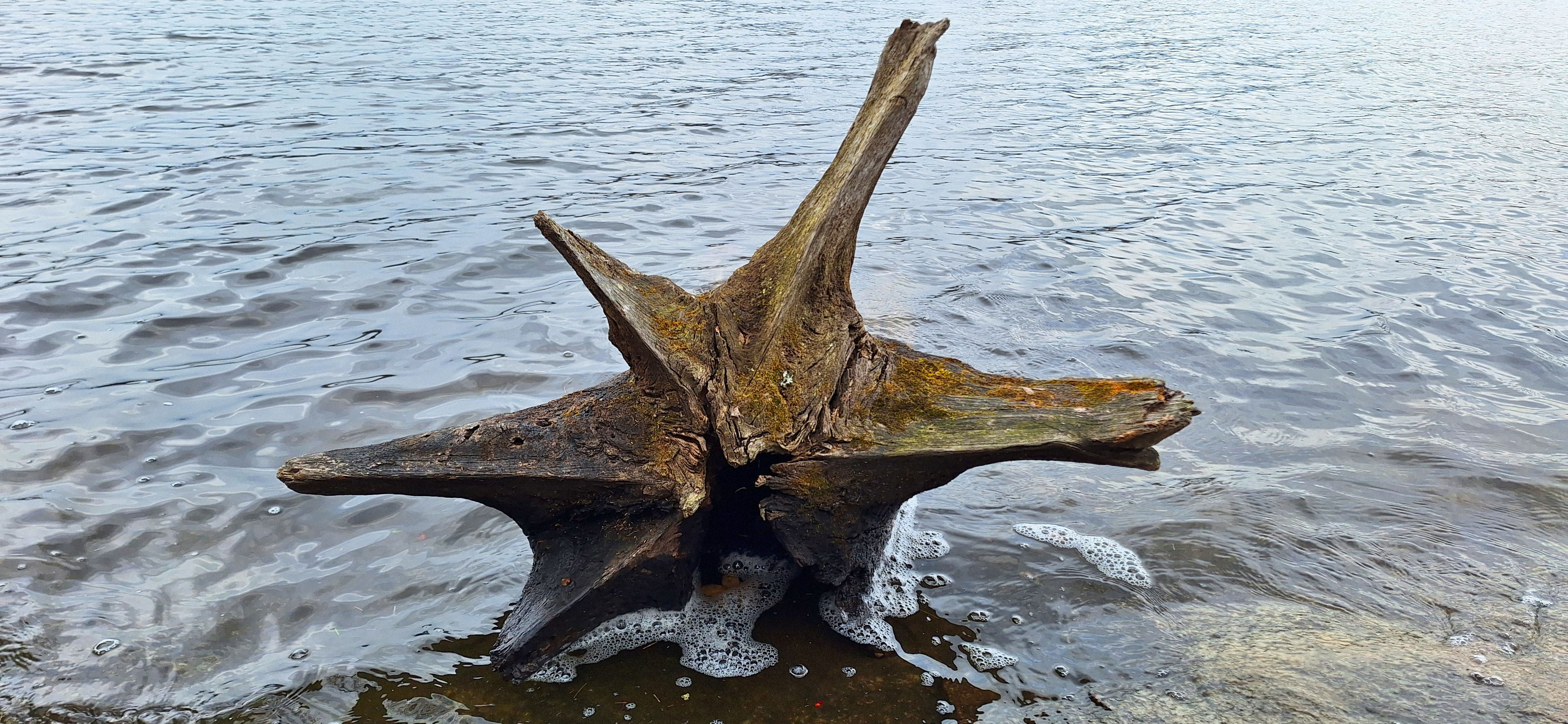 "Starfish" Stump at Liffy Island