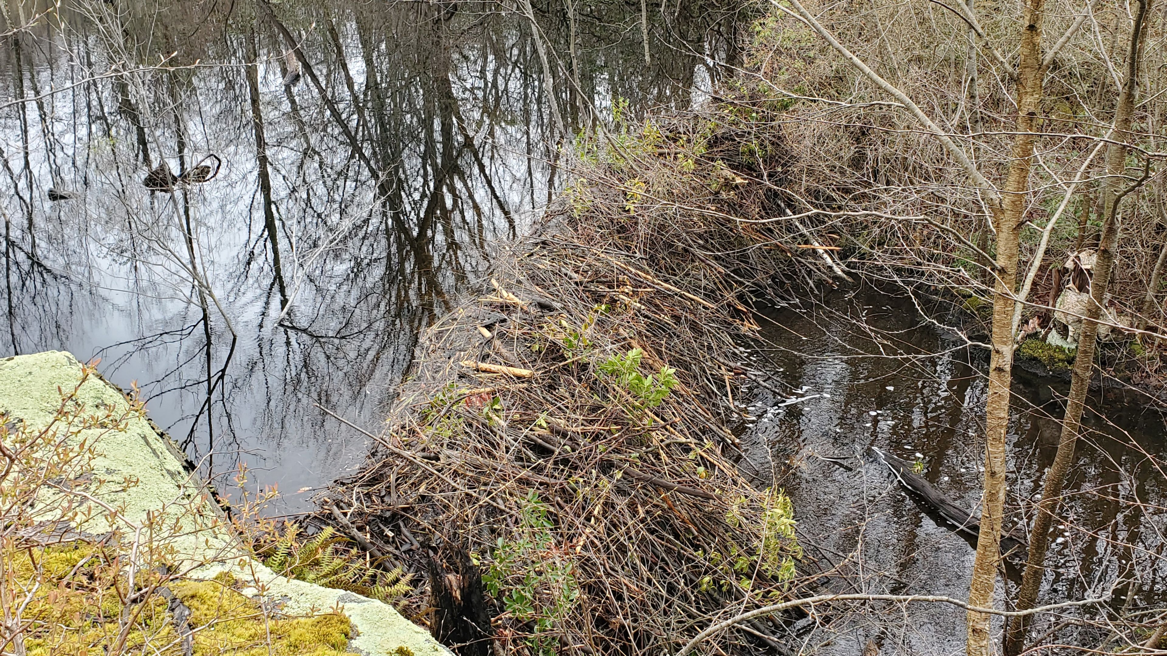 Beaver Dam @ Mt Brook marsh