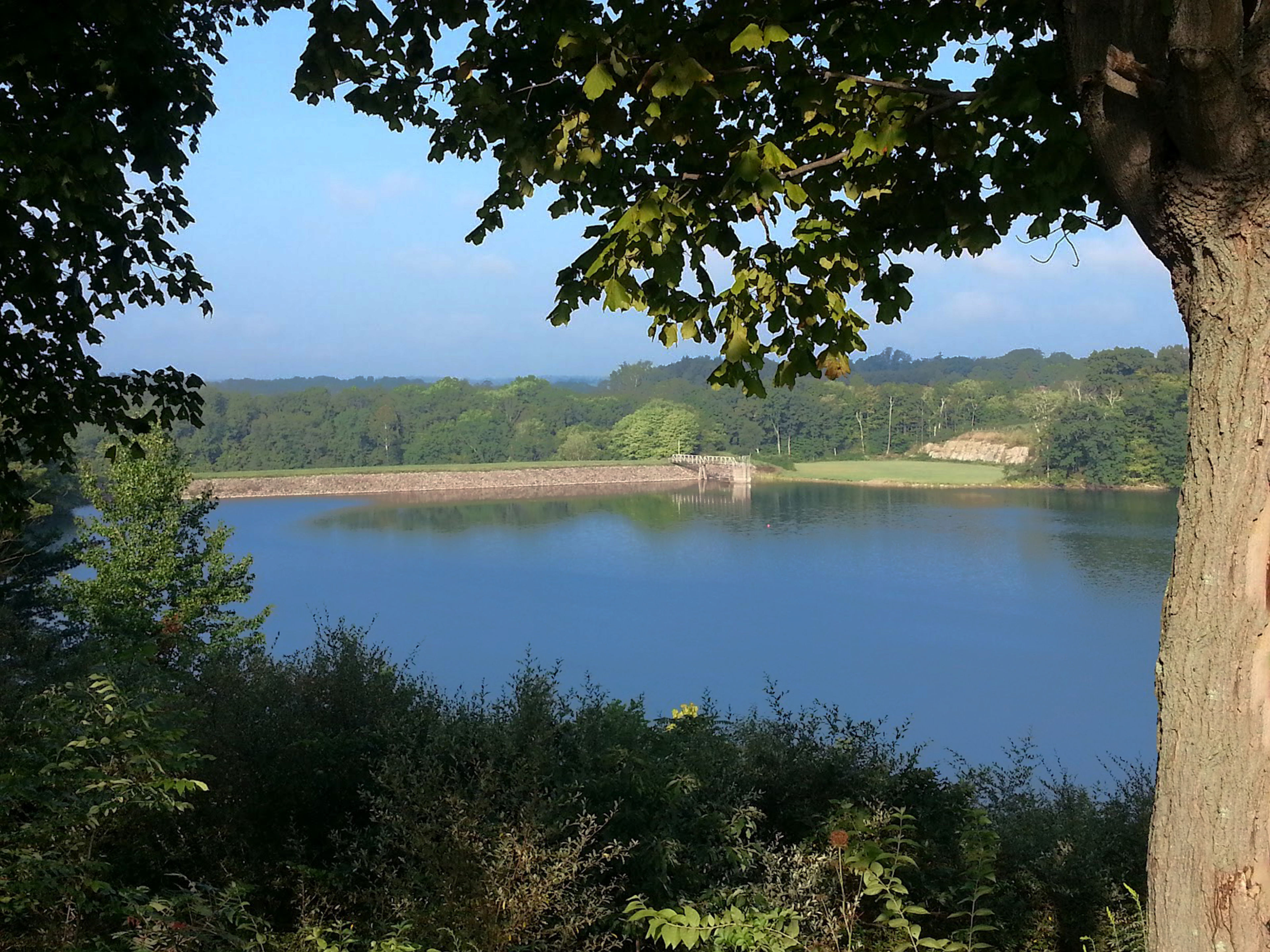 view of a wolf run lake from a bank with a tree to the right 