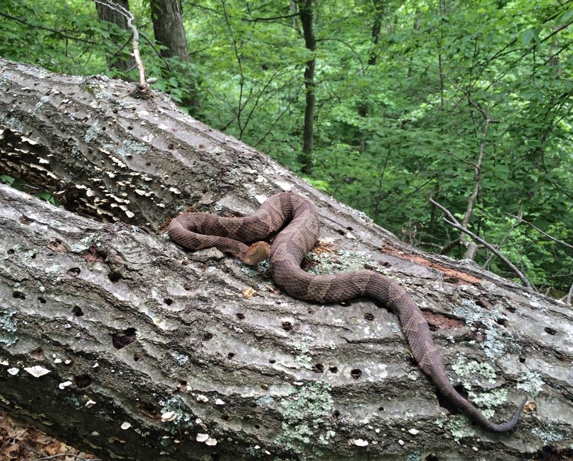 Copperhead snake on a fallen log at Griffy Lake Nature Preserve