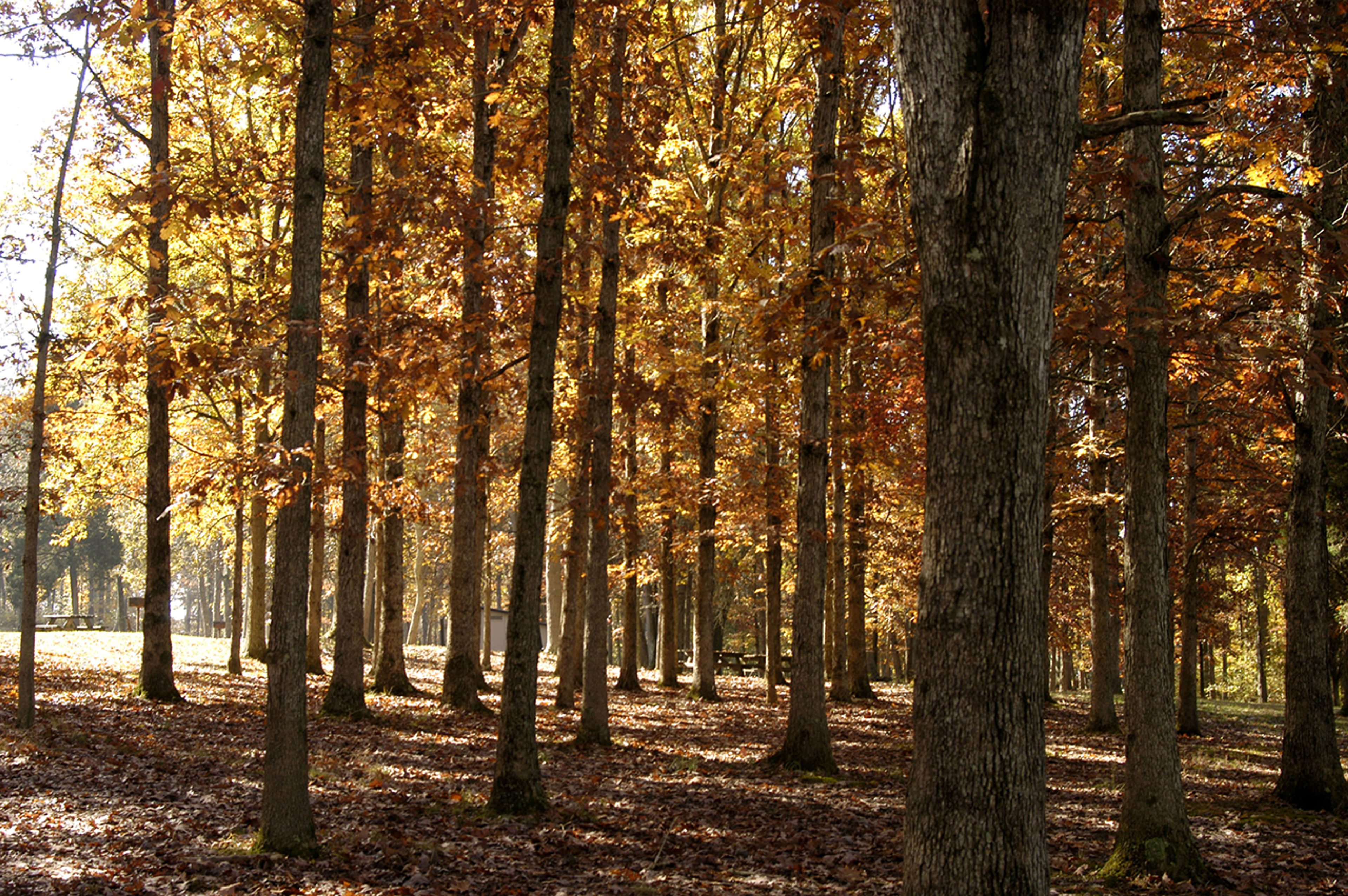 A grove of trees in autumn at Adams Lake State Park.