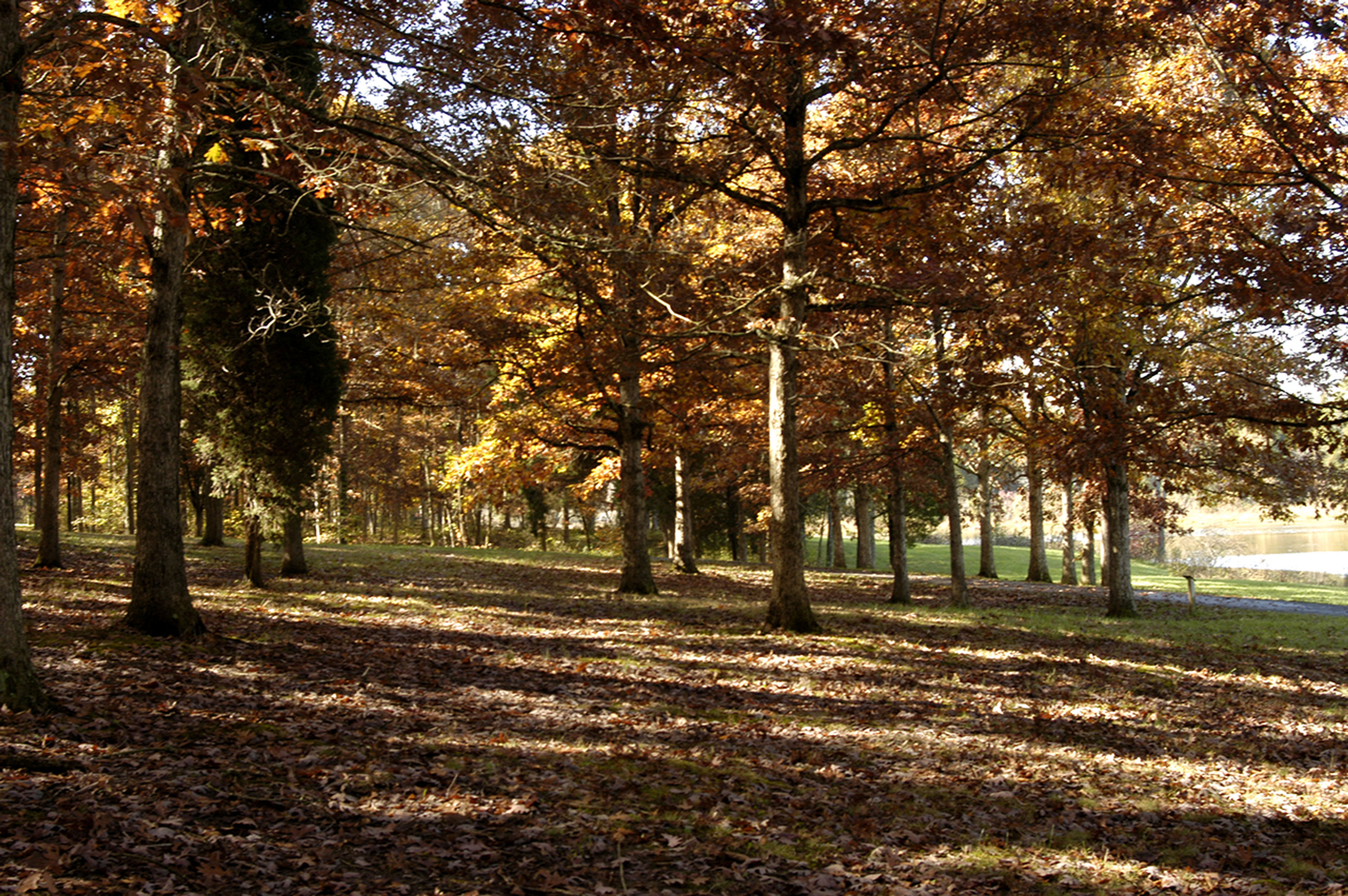 A grove of trees in autumn at Adams Lake State Park