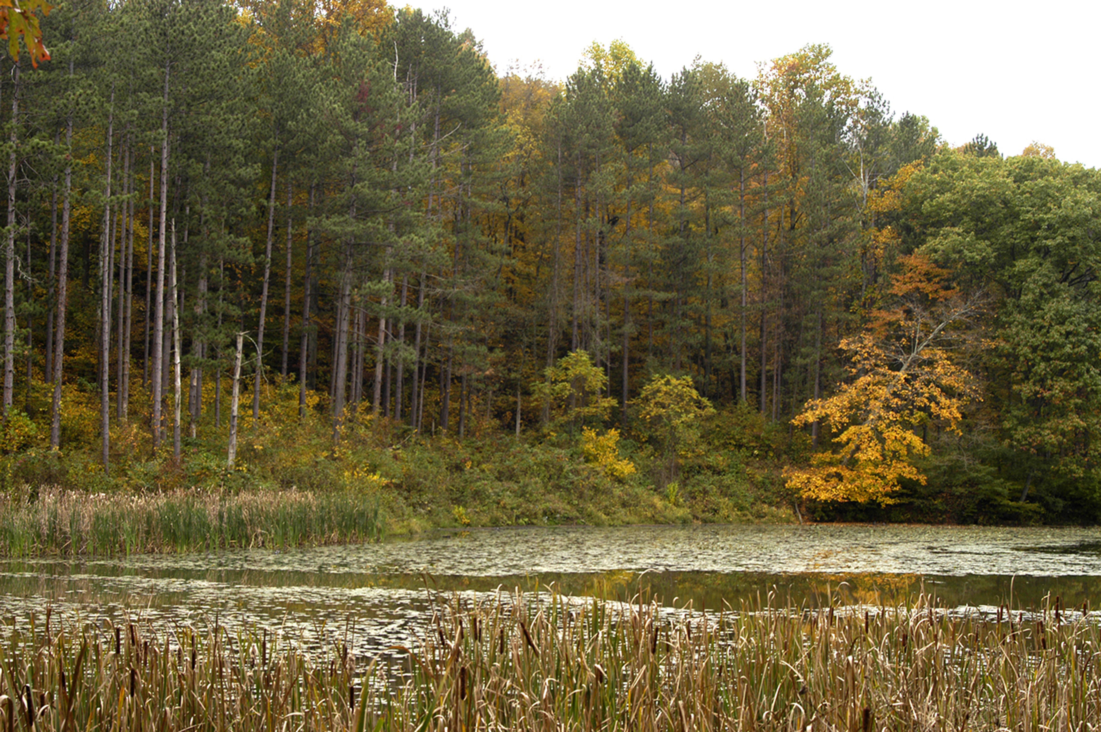 View of Cutler Lake surrounded by trees and cattails at Blue Rock State Park.