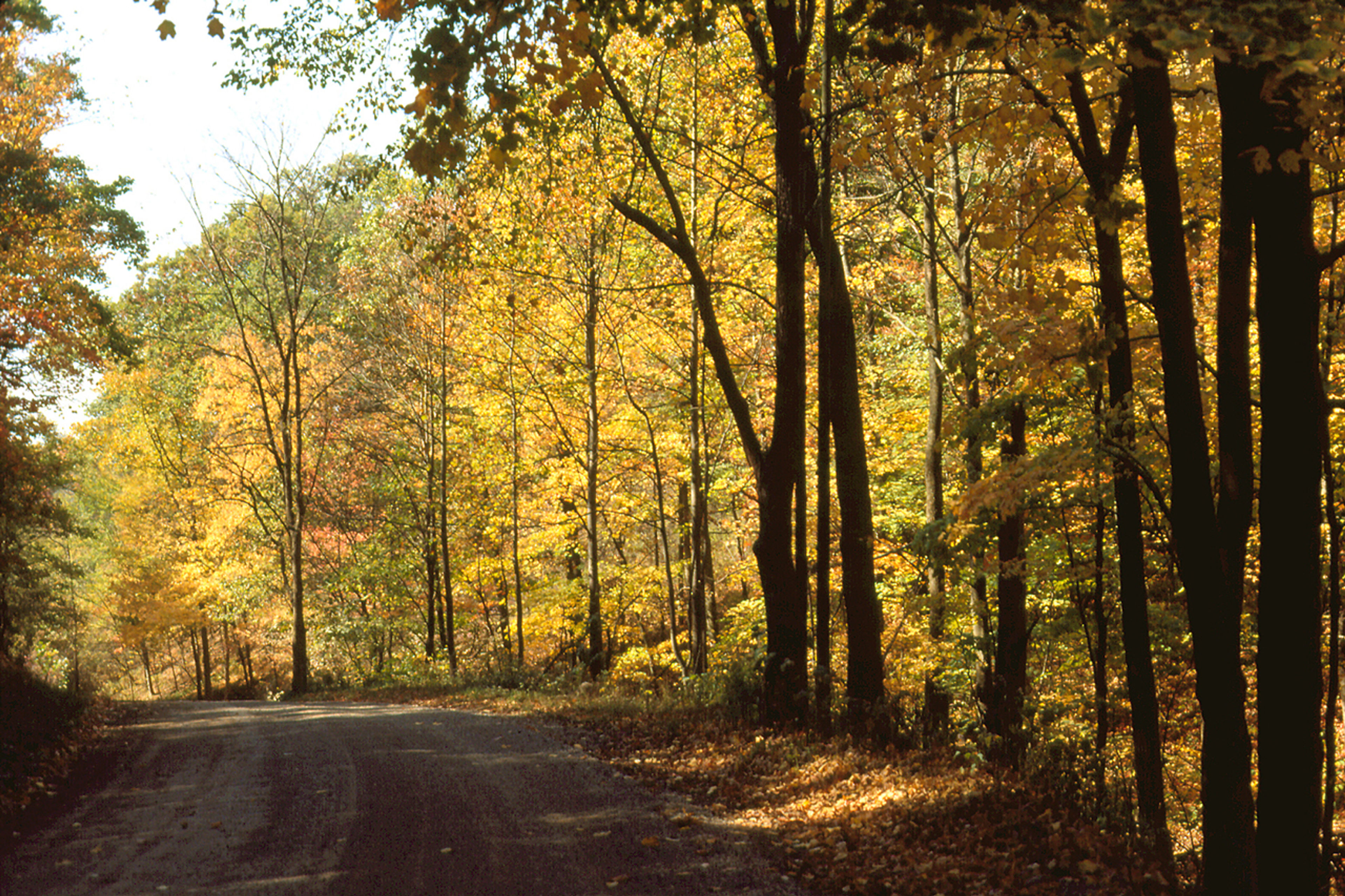 A road lined with trees in the background at Blue Rock State Park.