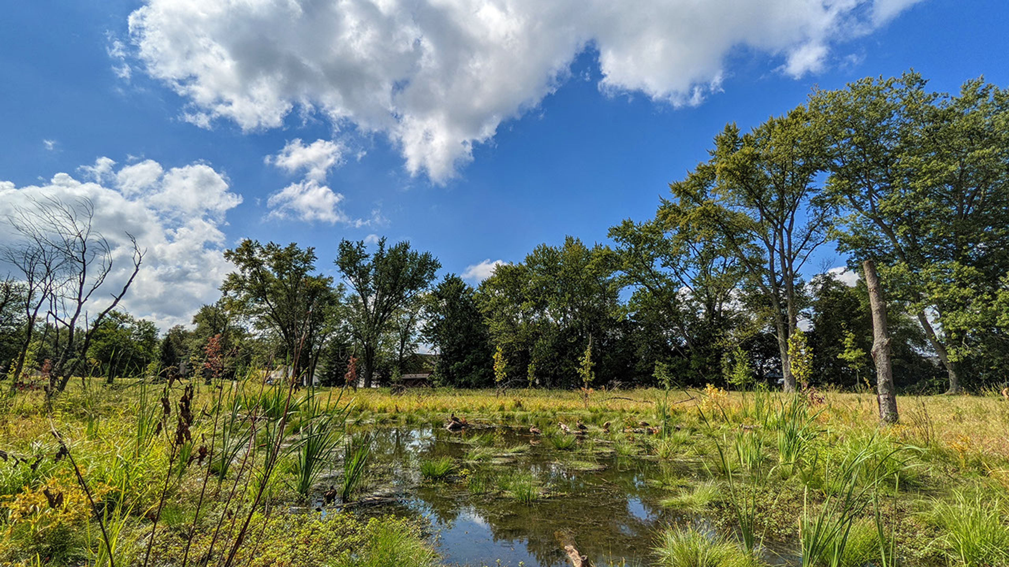 Wetland surrounded by trees and grass at Buckeye Lake State Park.