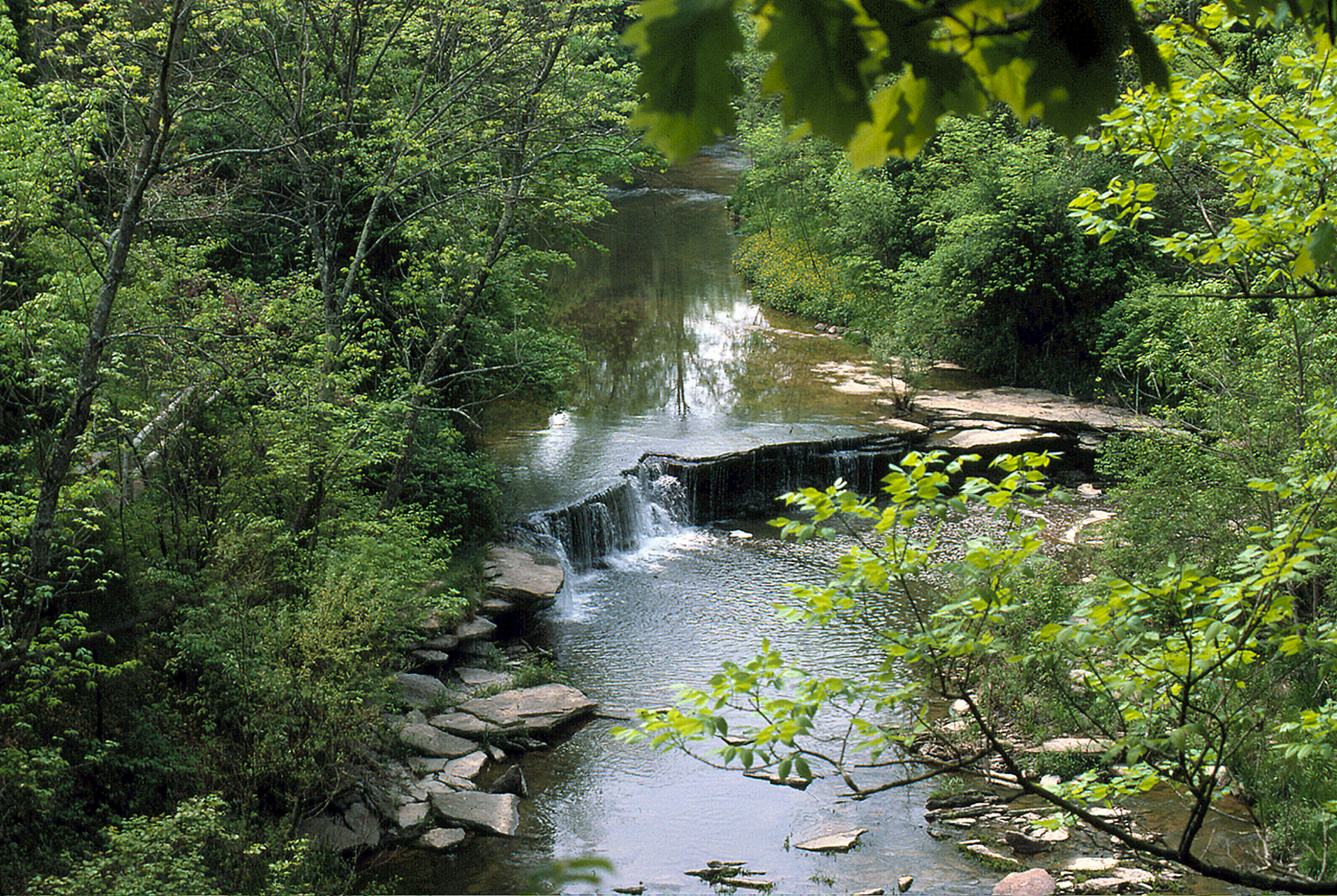 Stream with a small waterfall surrounded by trees at Caesar Creek State Park.