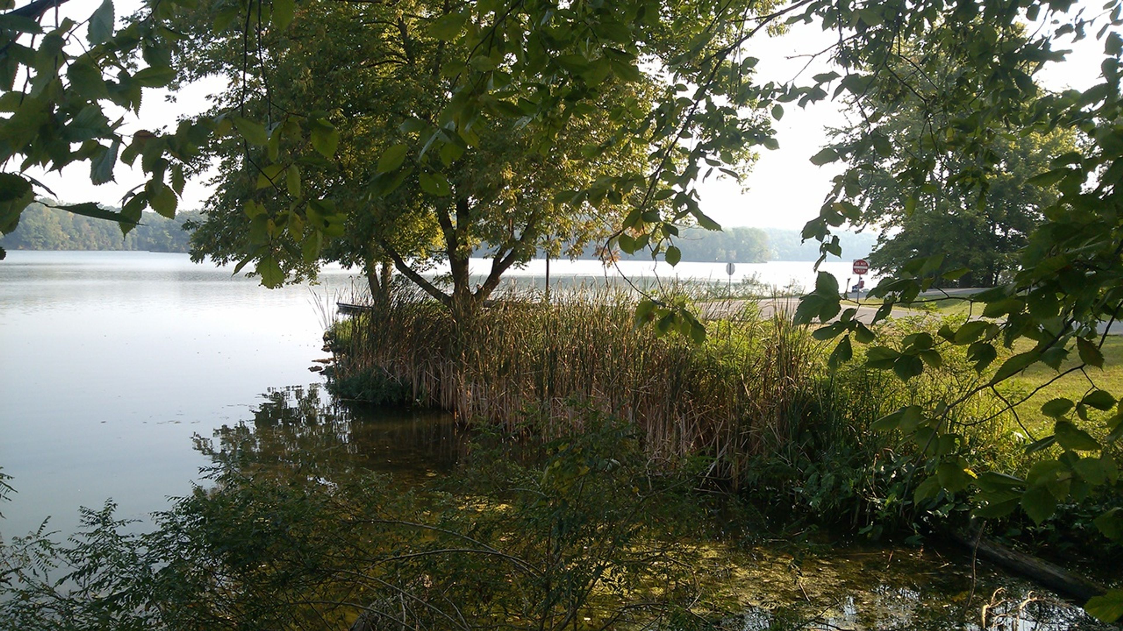 Trees and tall grass that line Cowan Lake.