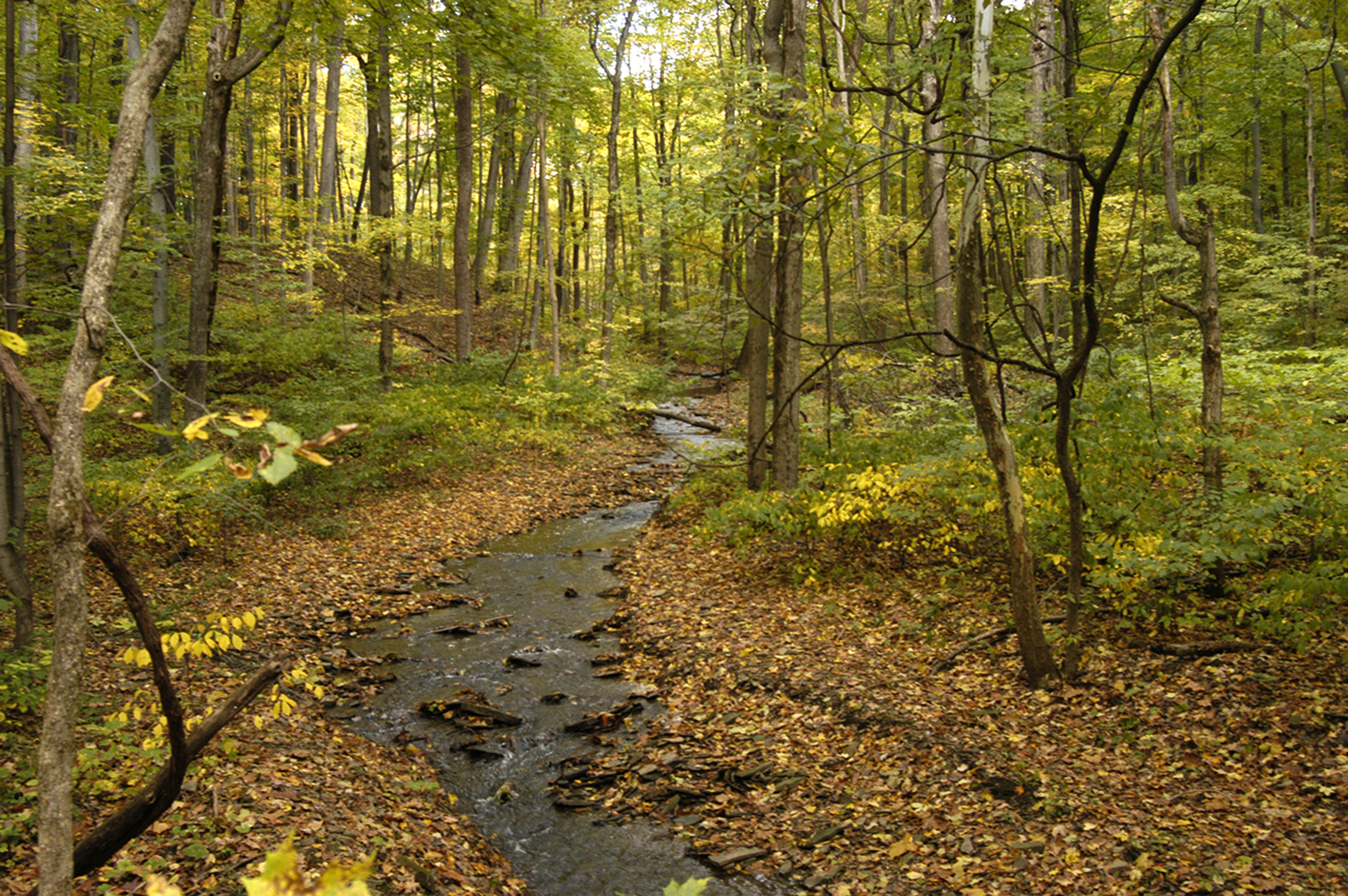 Small stream though a wooded area at Dillon State Park