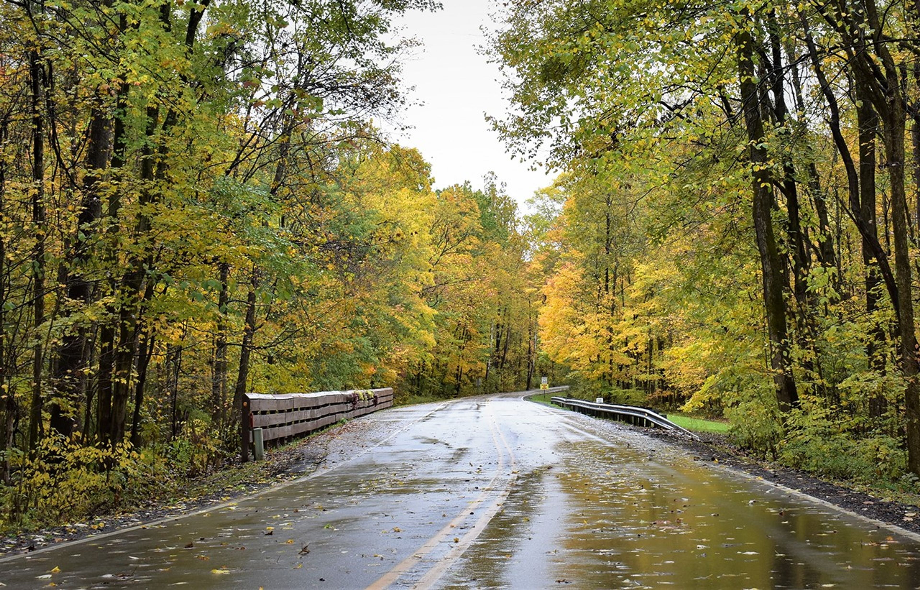 A wet road with trees along the sides at Findley State Park