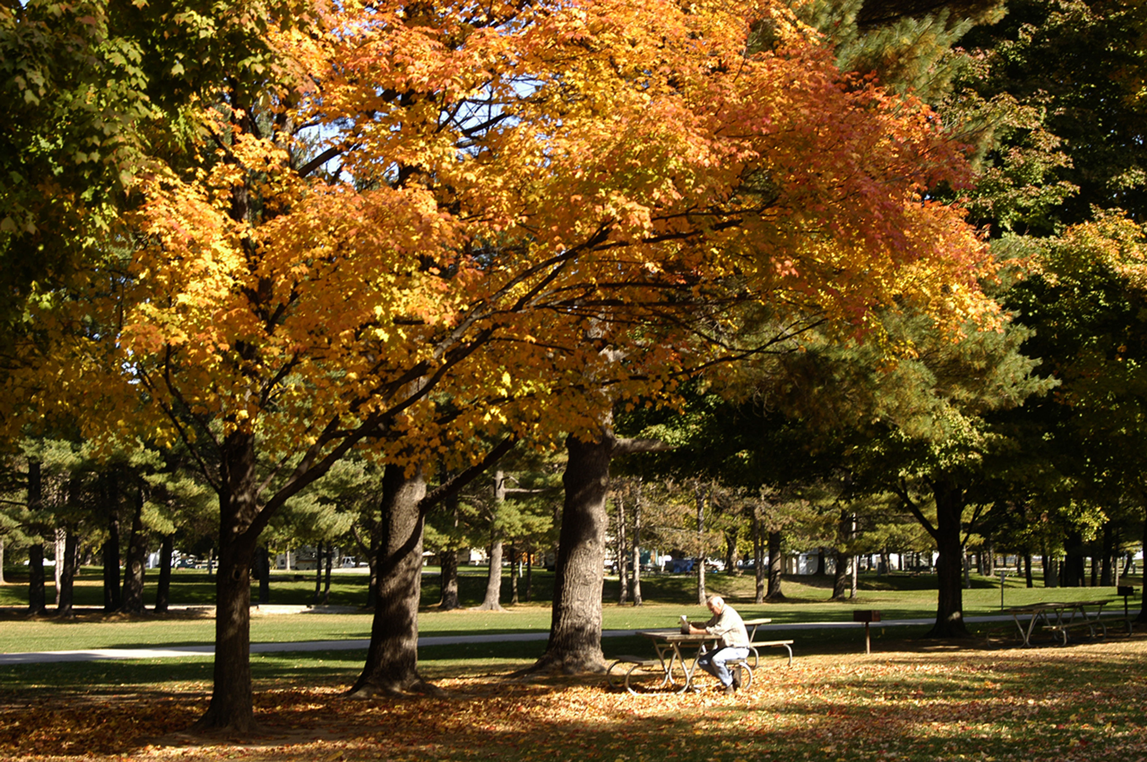 A person sitting on a bench under a fall colored tree at Harrison Lake State Park