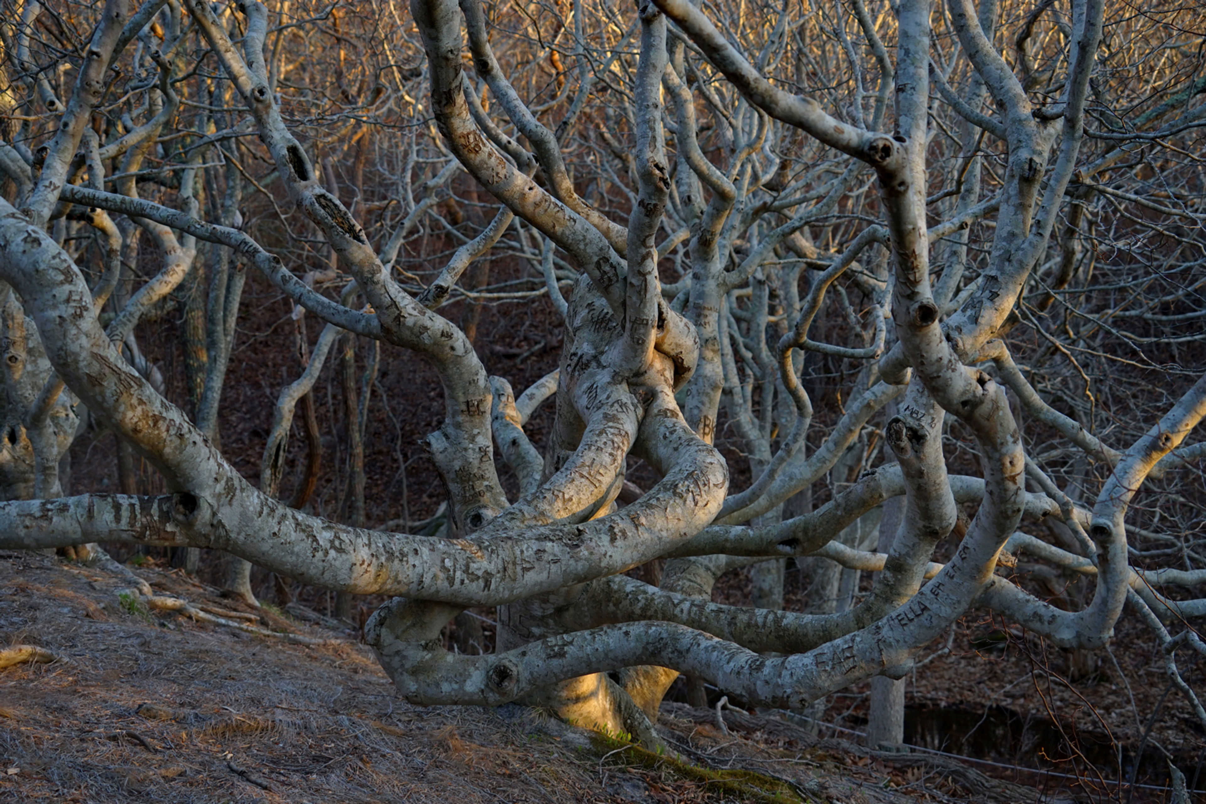 Beech Trees at Cedar Tree Neck Sanctuary