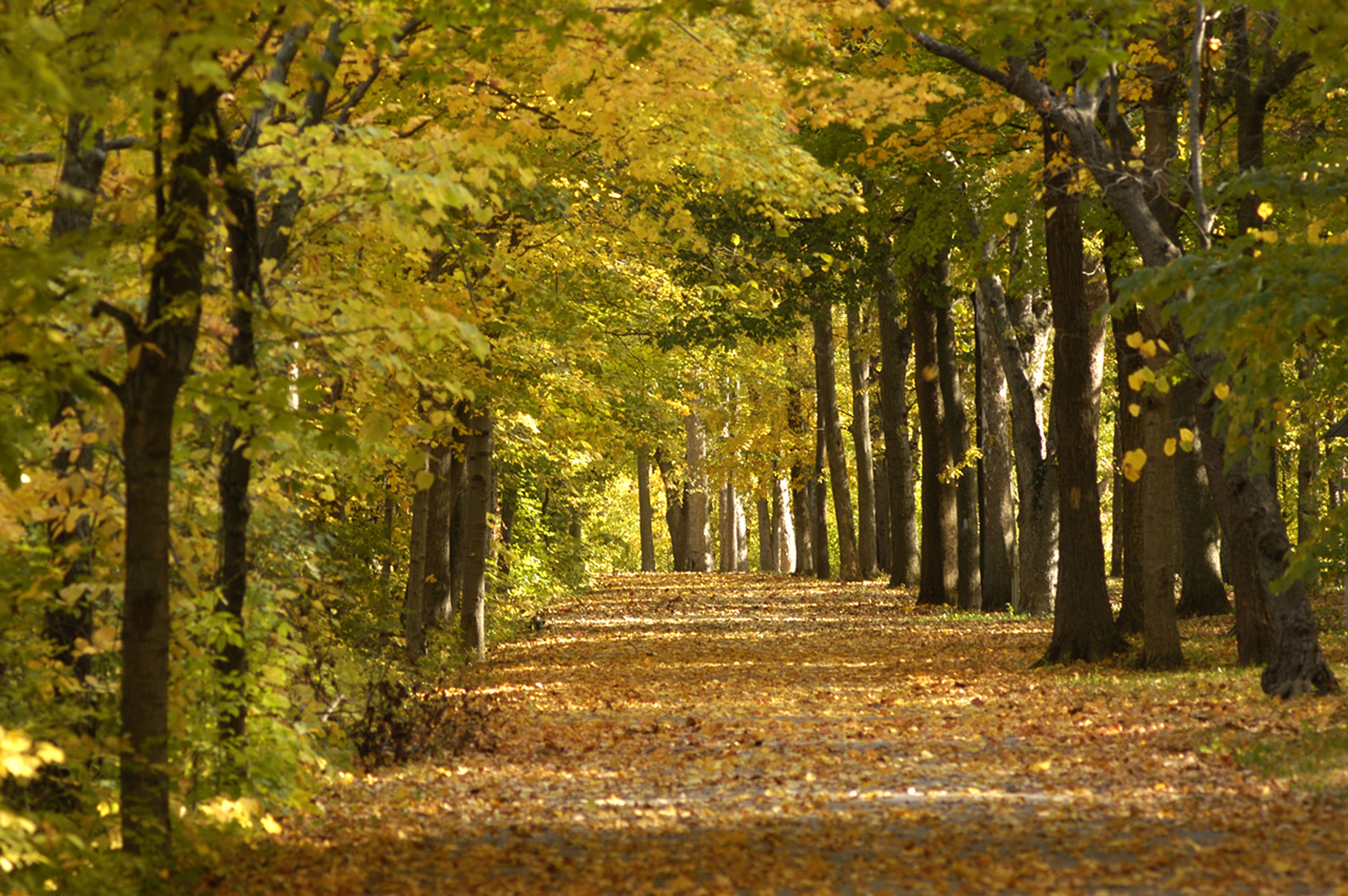 A path with trees and leaves on it at Independence Dam State Park