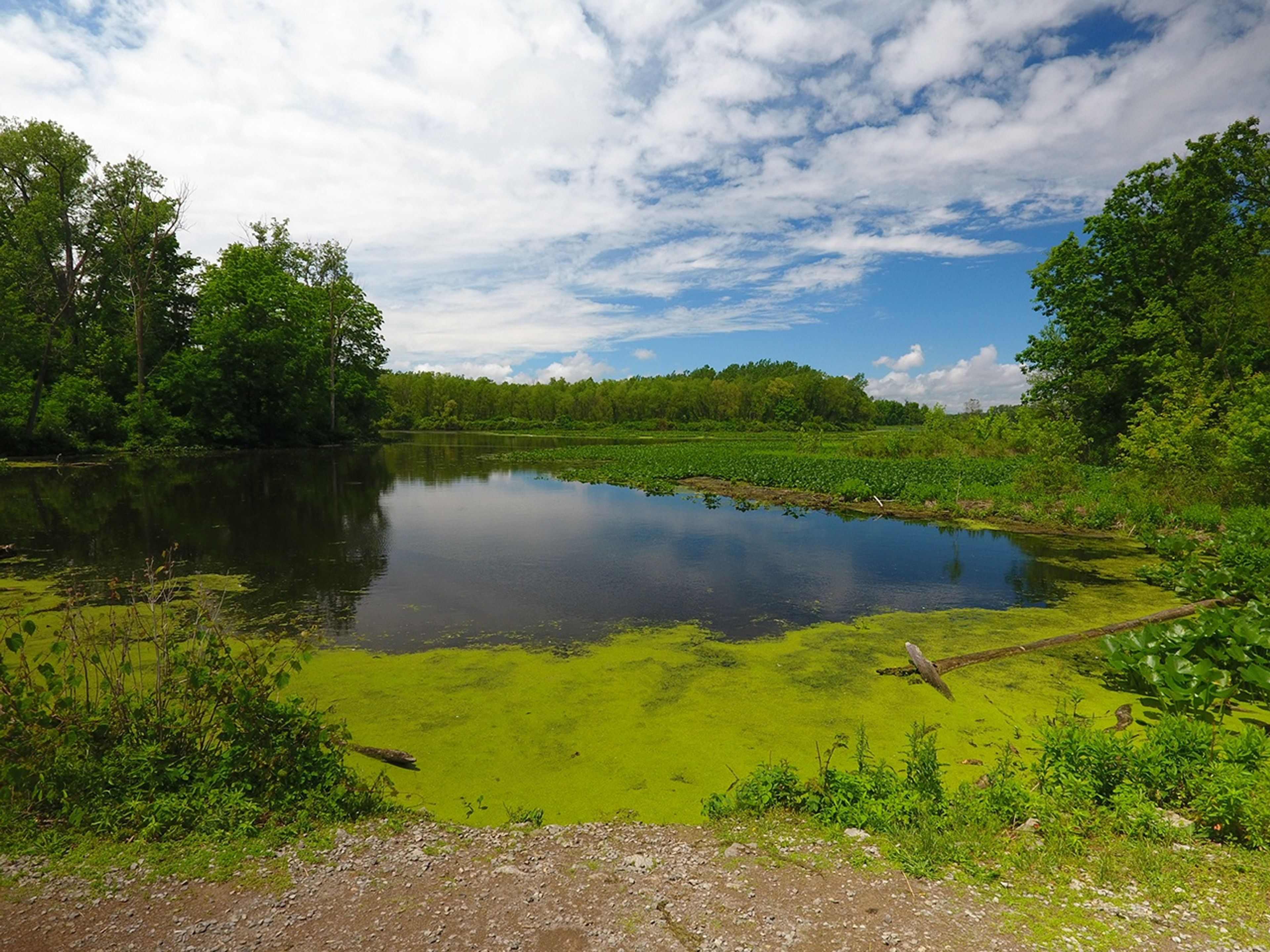 A pond with green algae and trees at Indian Lake State Park