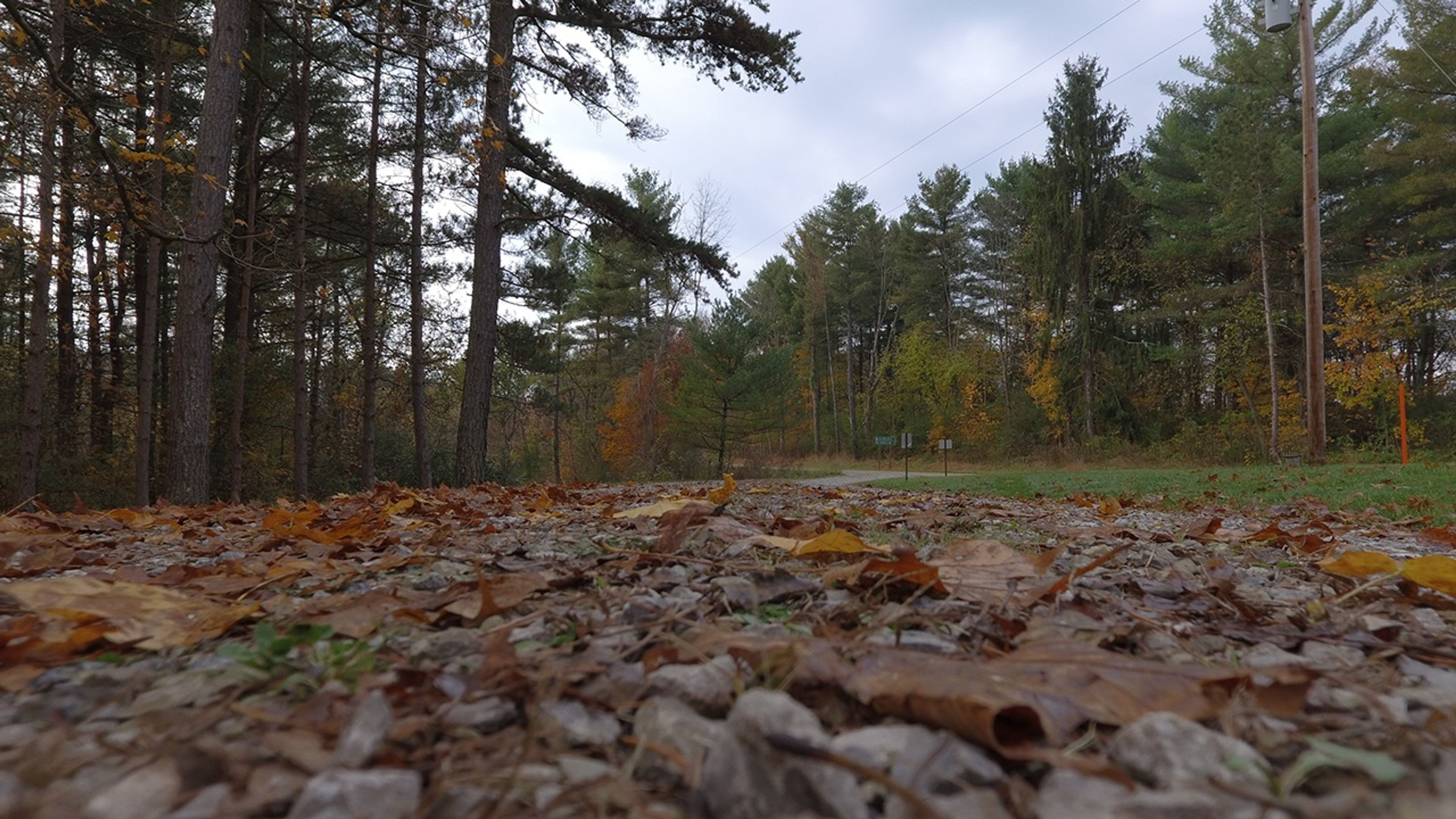 A forest with leaves on the ground at Jesse Owens State Park