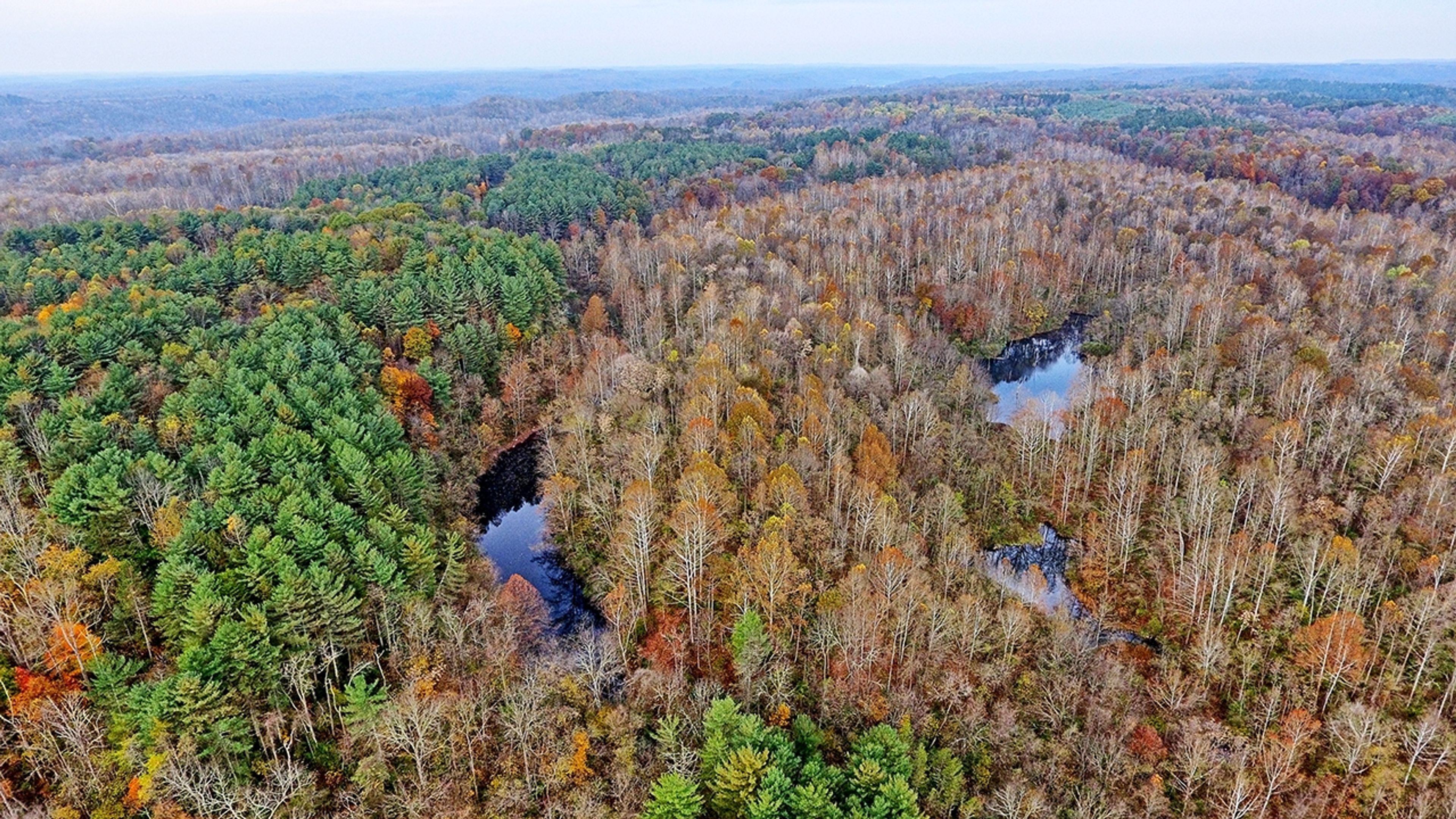 A river running through a forest at Jesse Owens State Park