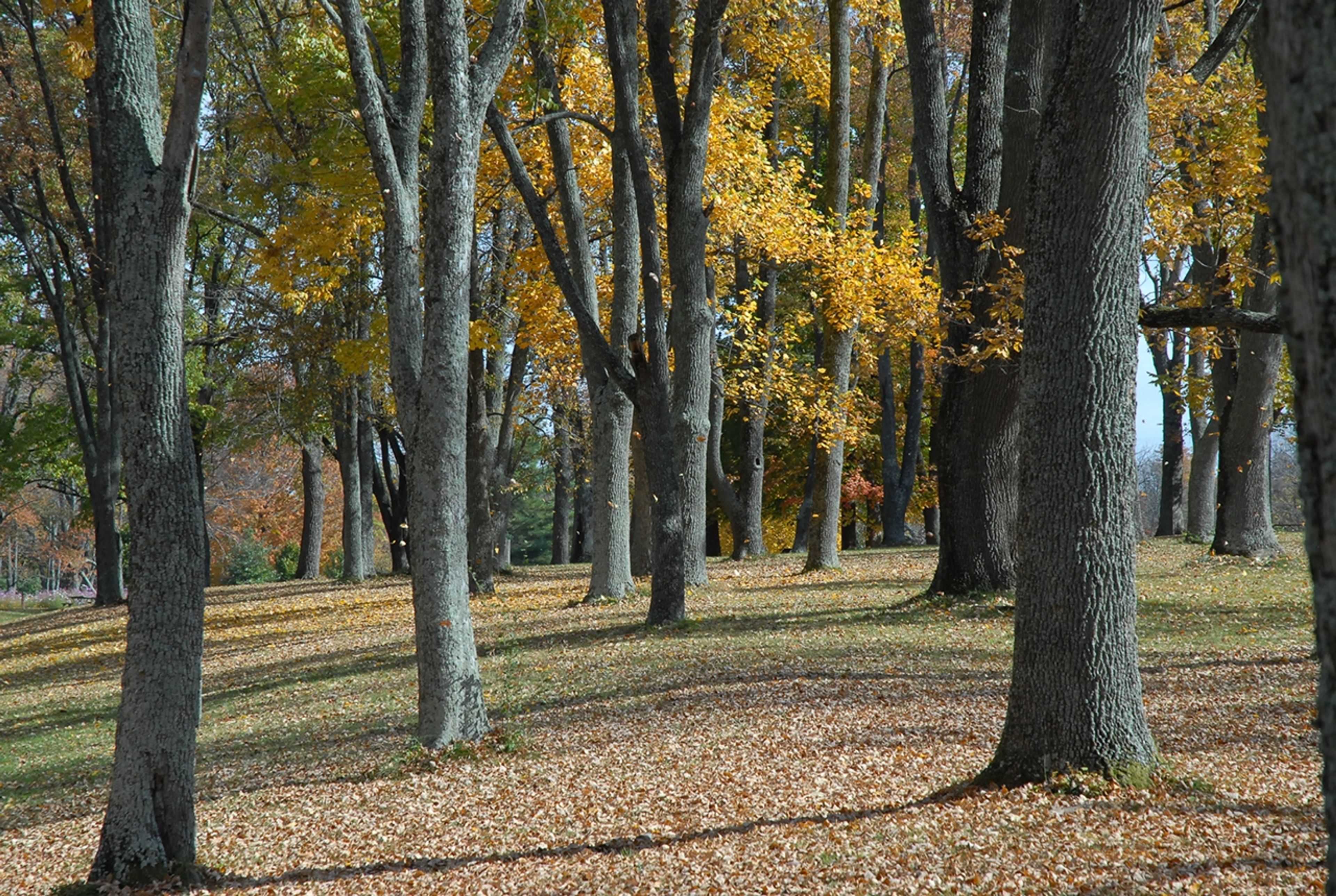 A grove of trees at John Bryan State Park