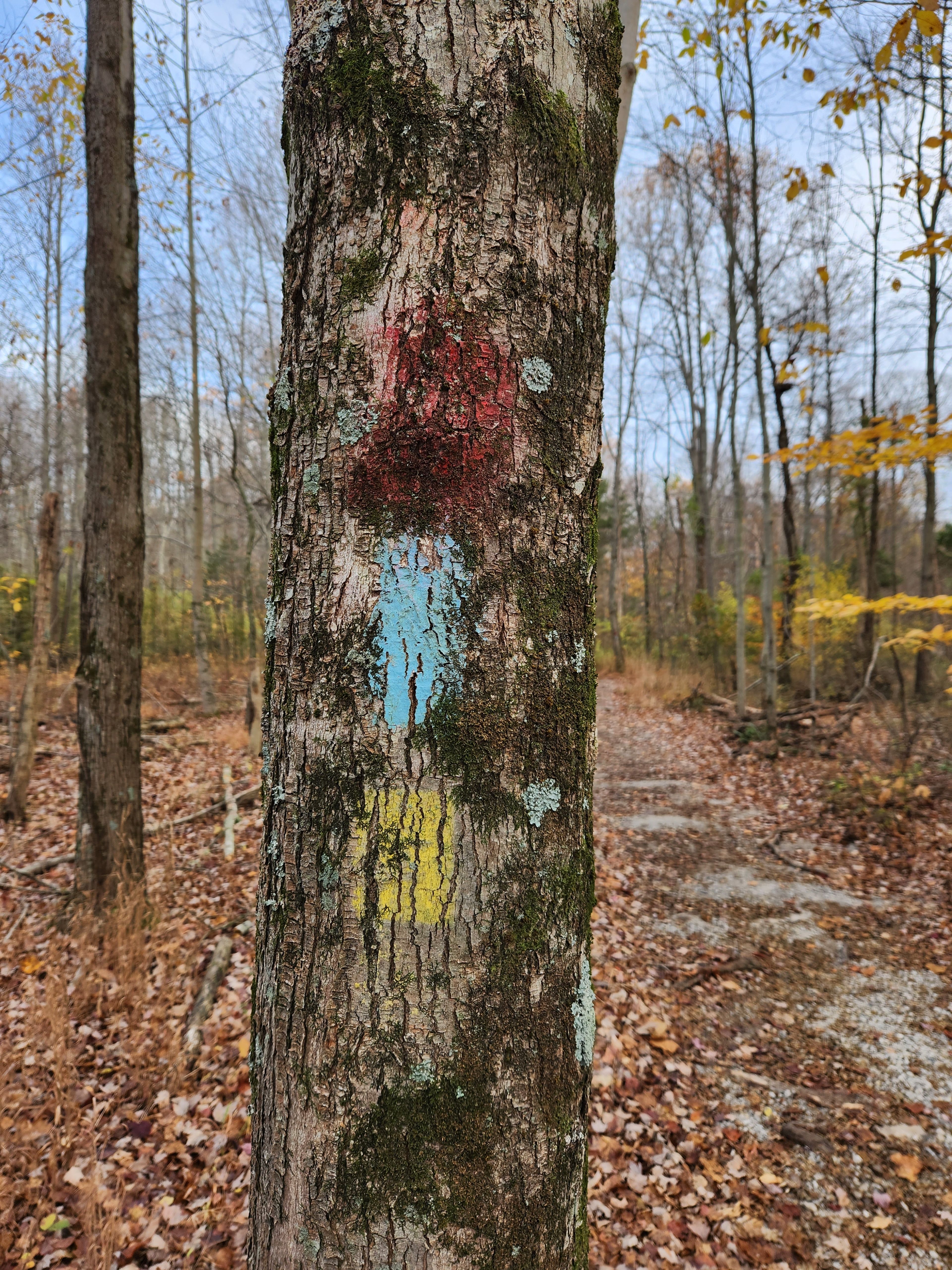 East Fork Trailhead Blazes for Yellow Mtn. Bike, Buckeye, and Backpack Trails