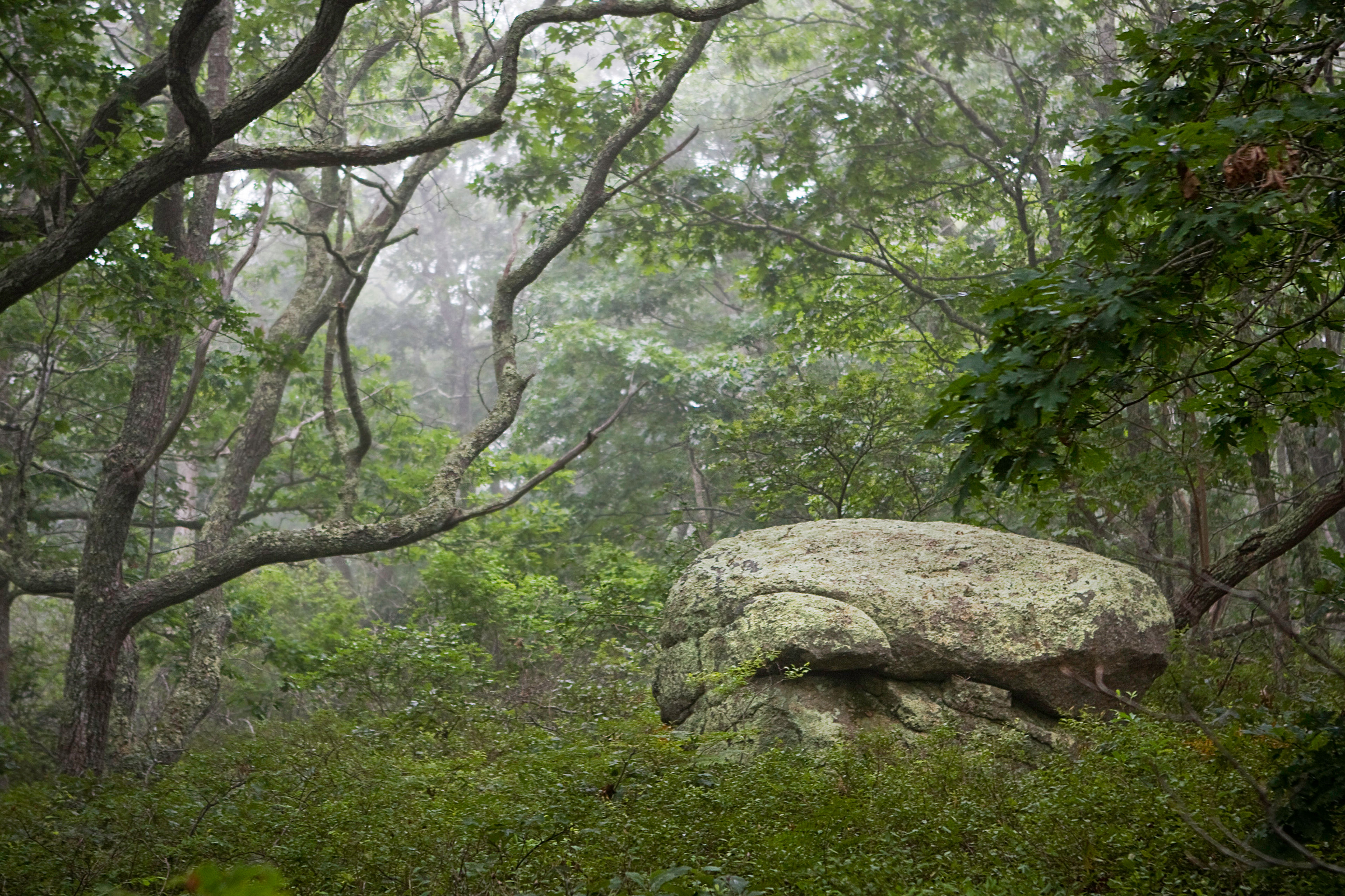 Glacial erratic at Middle Road Sanctuary