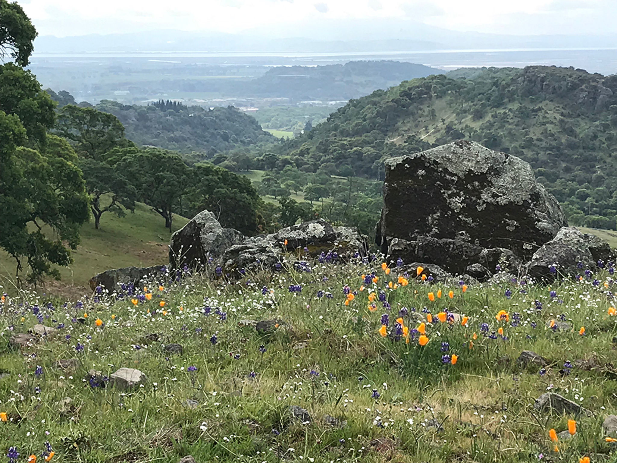 View of within Patwino Worrtla Kodoi Dihi Open Space Park