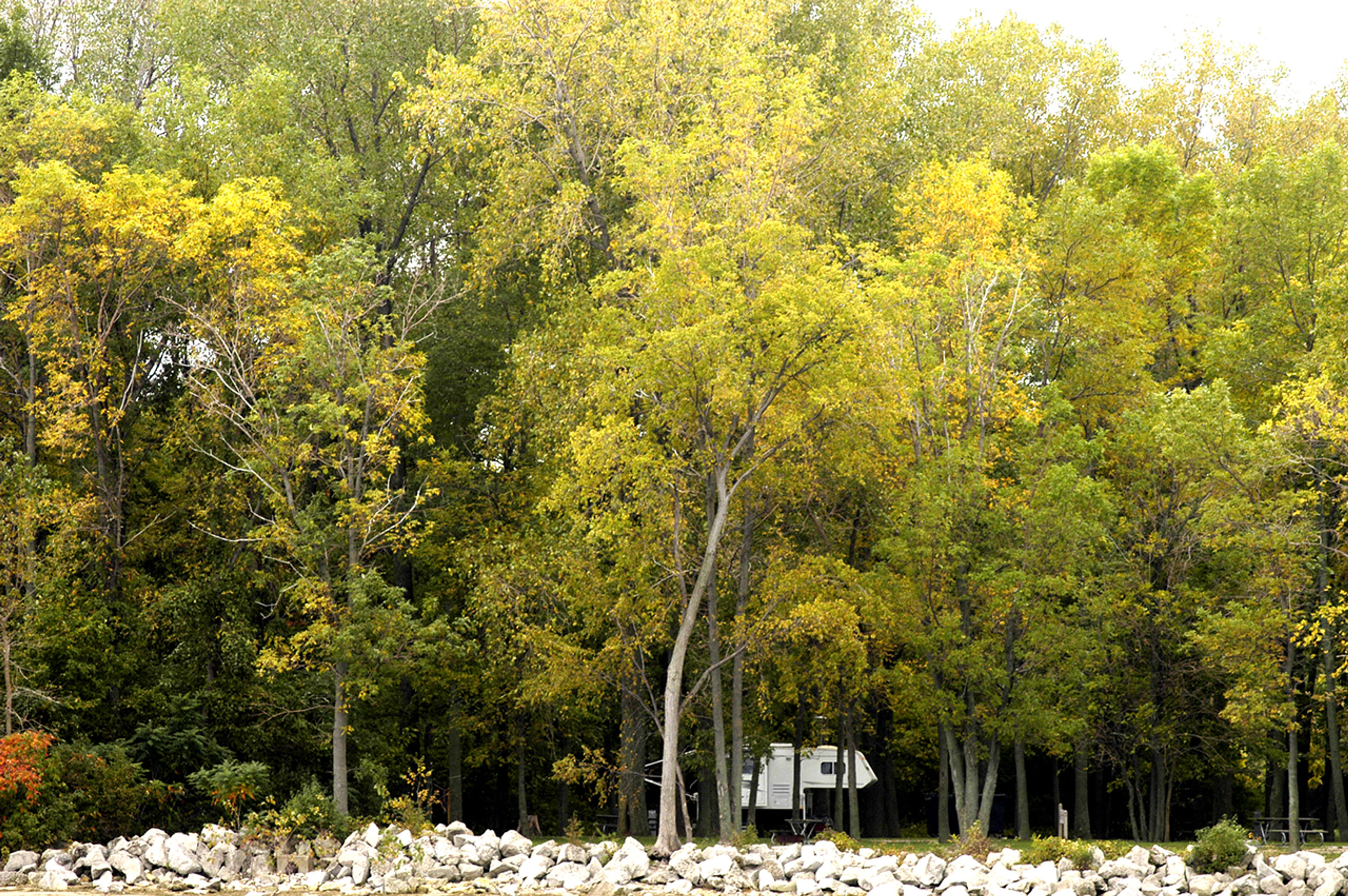 Campsite tucked back behind a group of trees with yellow leaves at Kelleys Island State Park