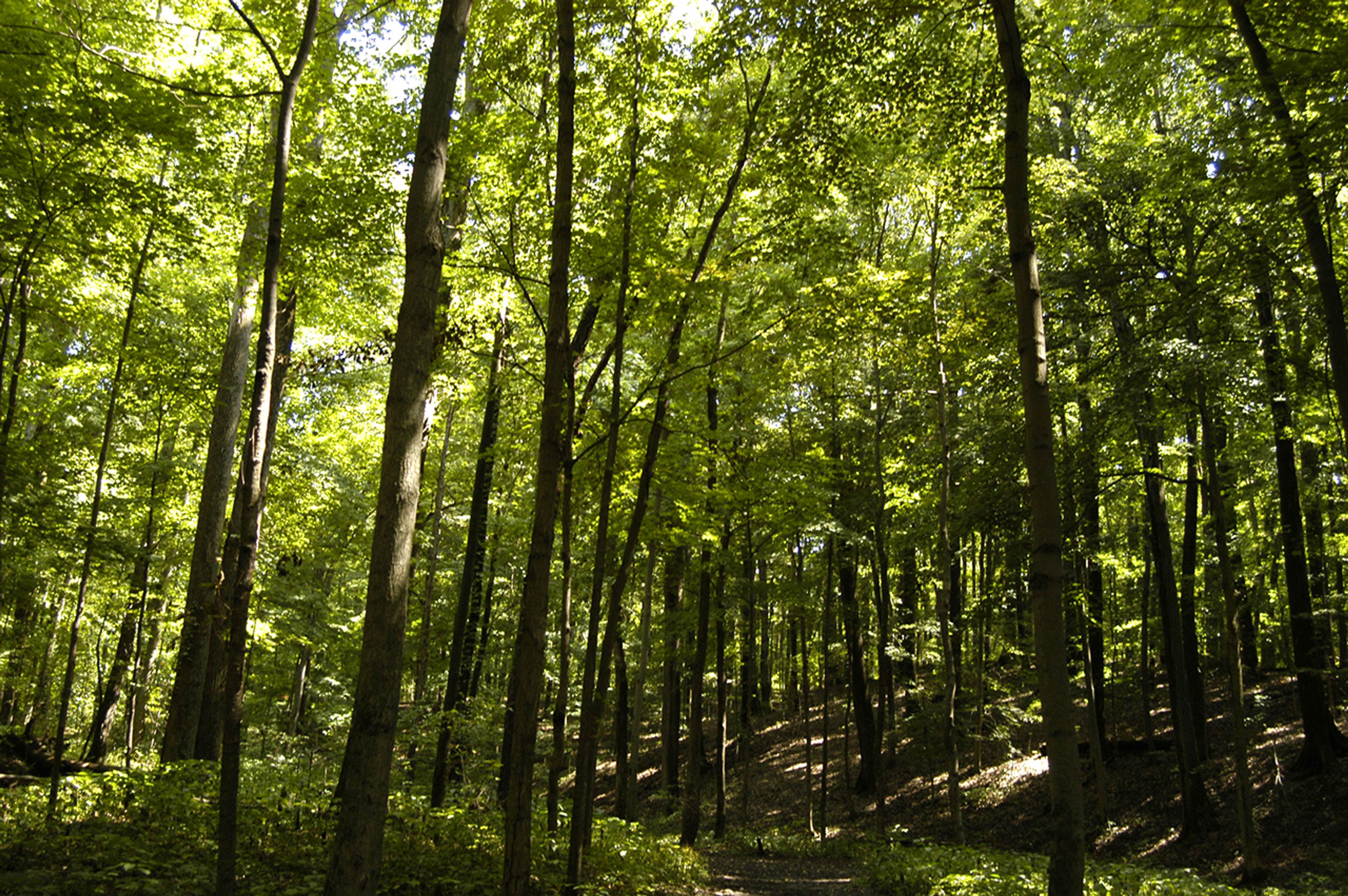 A path through a forest at Kiser Lake State Park