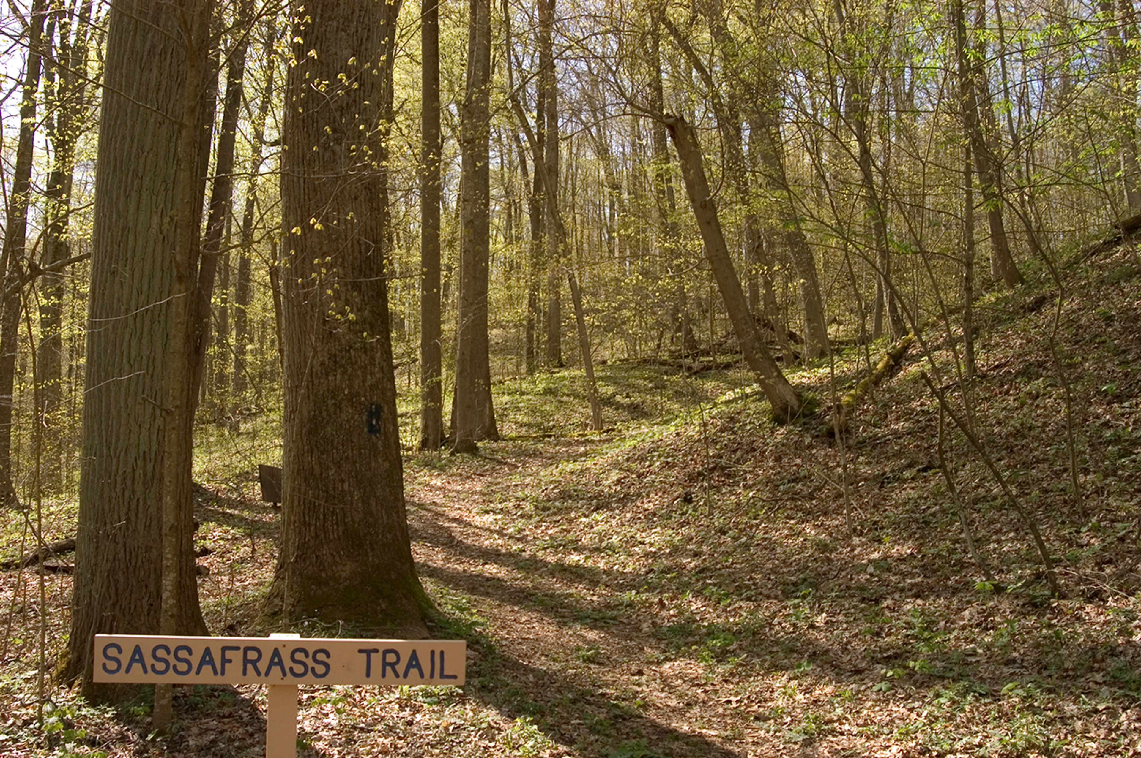 Walking trail in the woods at Lake Alma State Park