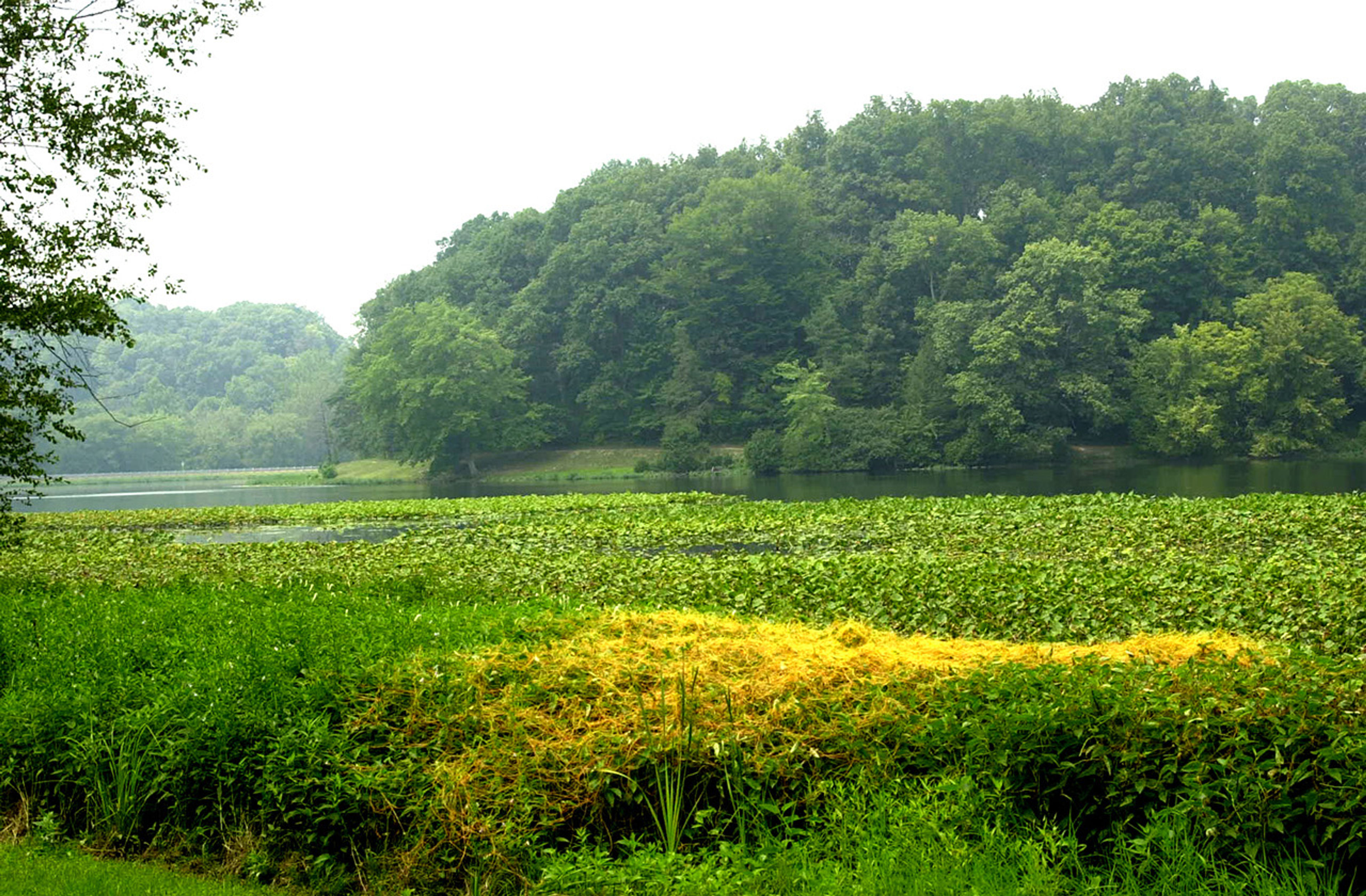 A lake with plants and trees in the background at Lake Alma State Park