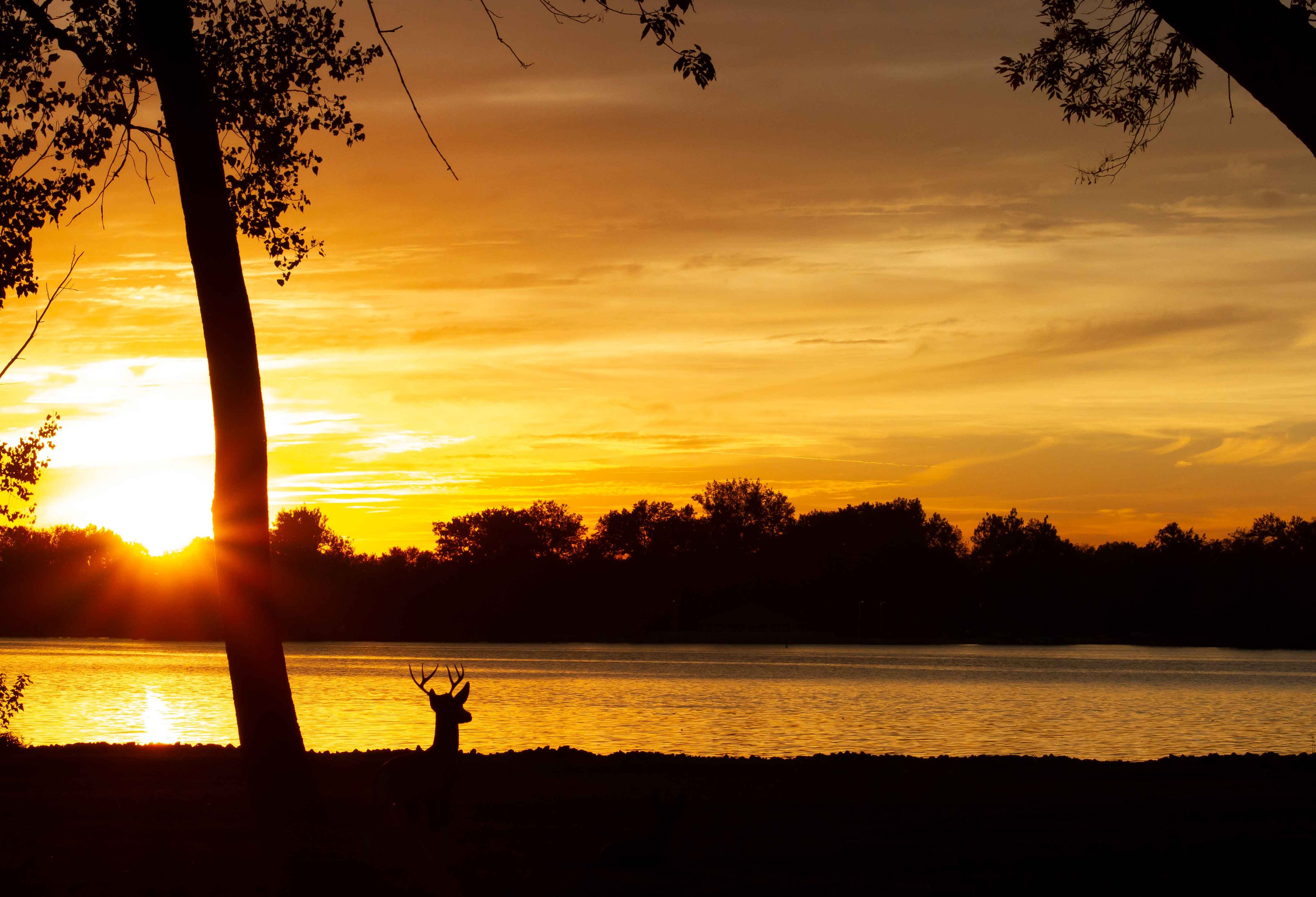 A buck's silhouette near a lake at Lake Loramie State Park.