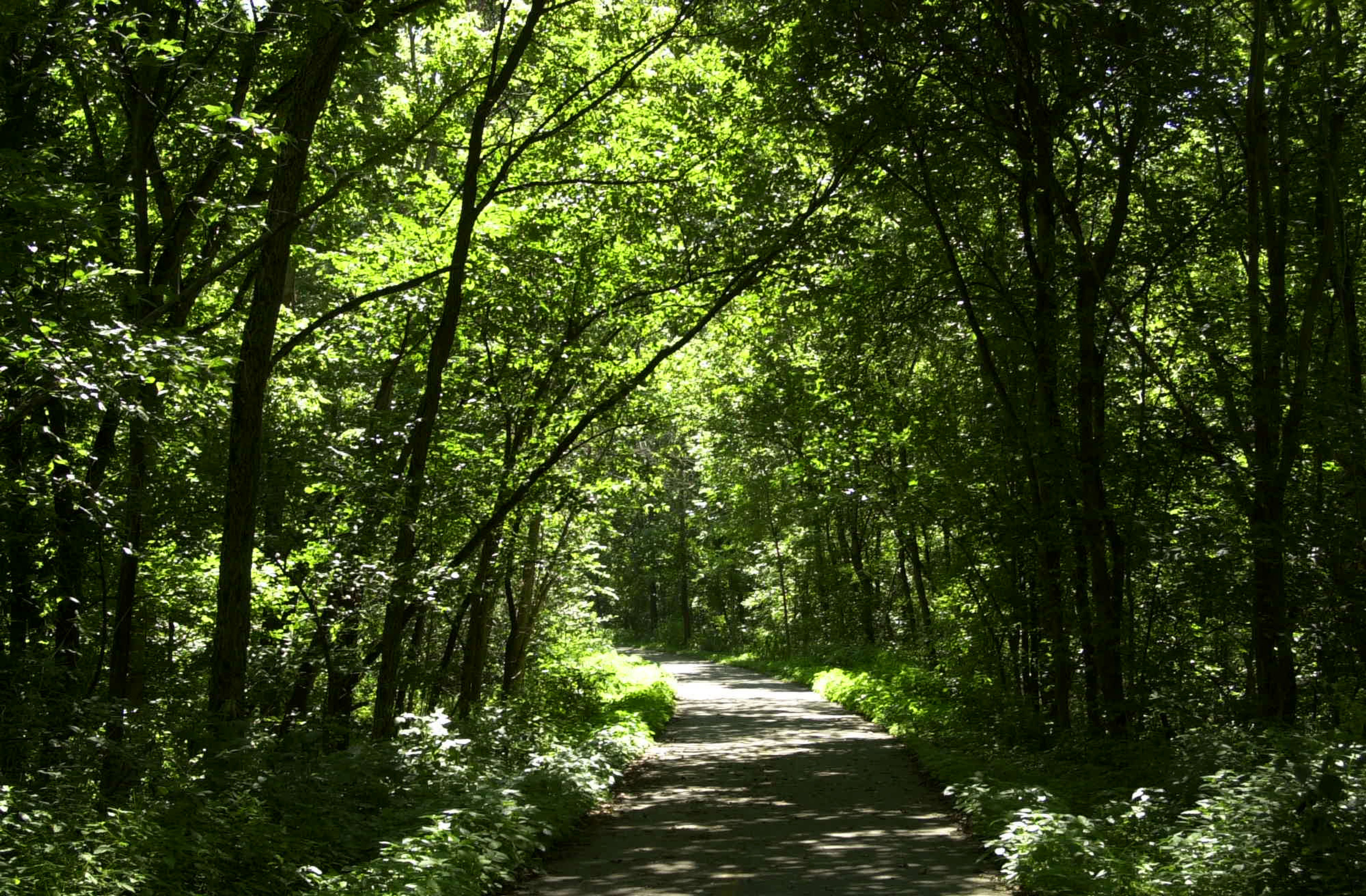 Sun shining through trees on the trail at Little Miami Scenic Trail State Park