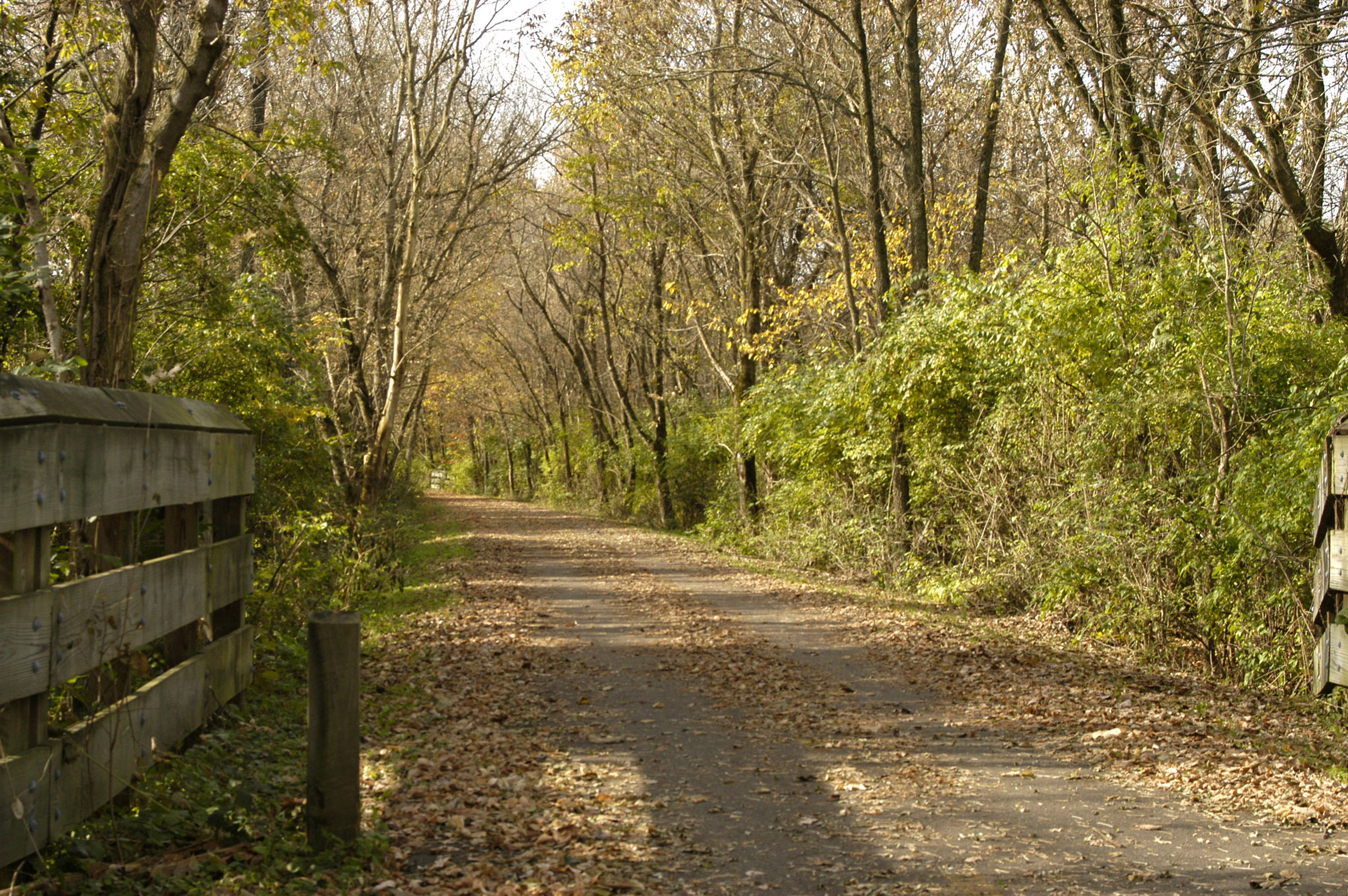 Leaf lined trail at Little Miami Scenic Trail State Park