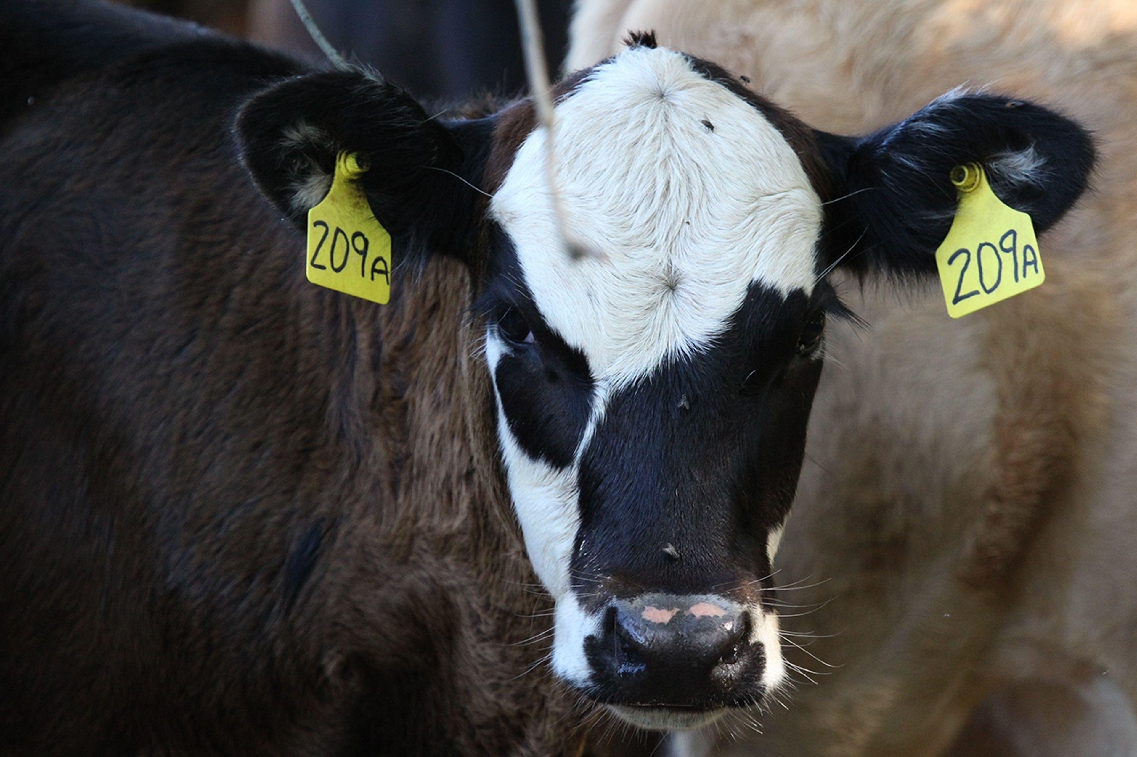 Close up of a cows face at Malabar Farm State Park