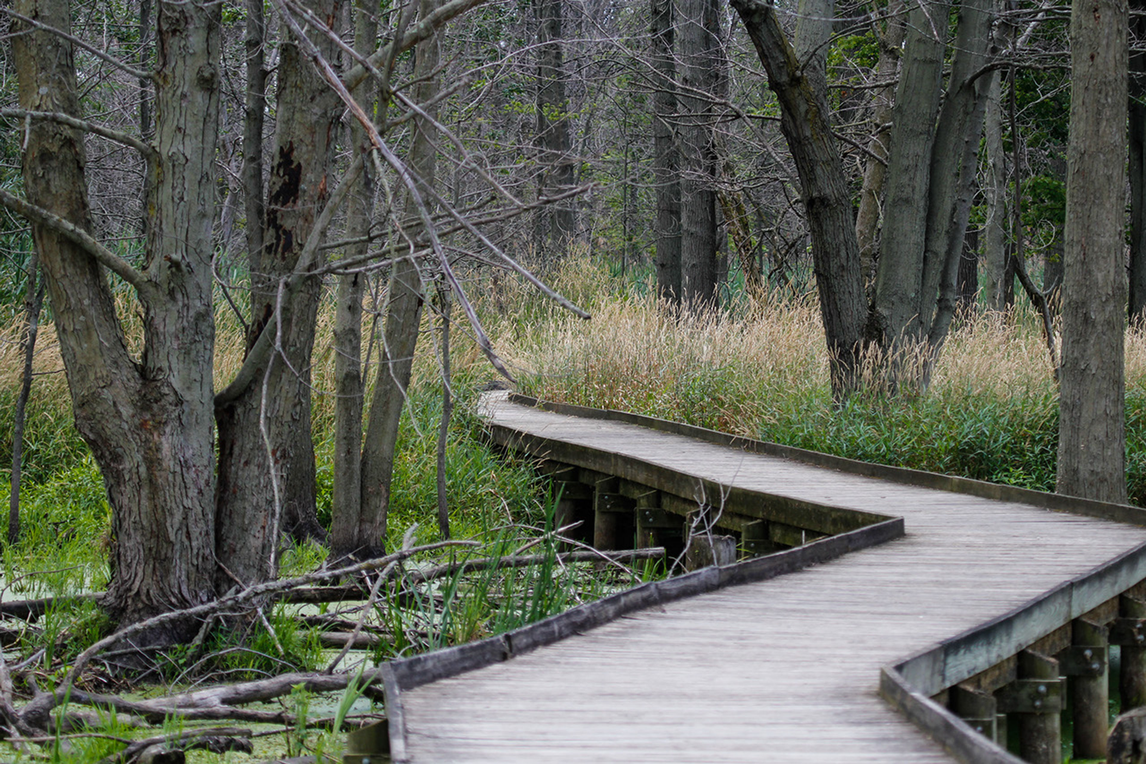 Wooden bridge though trees and tall grass at Maumee Bay State Park