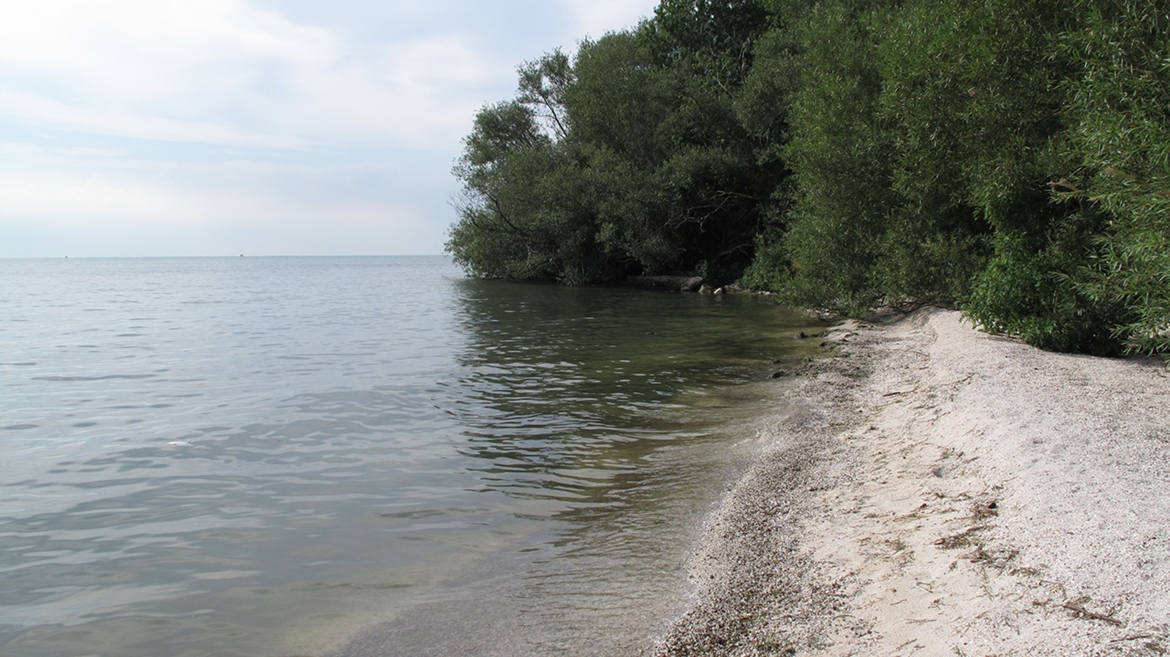 A beach with trees on the shoreline at Middle Bass Island State Park