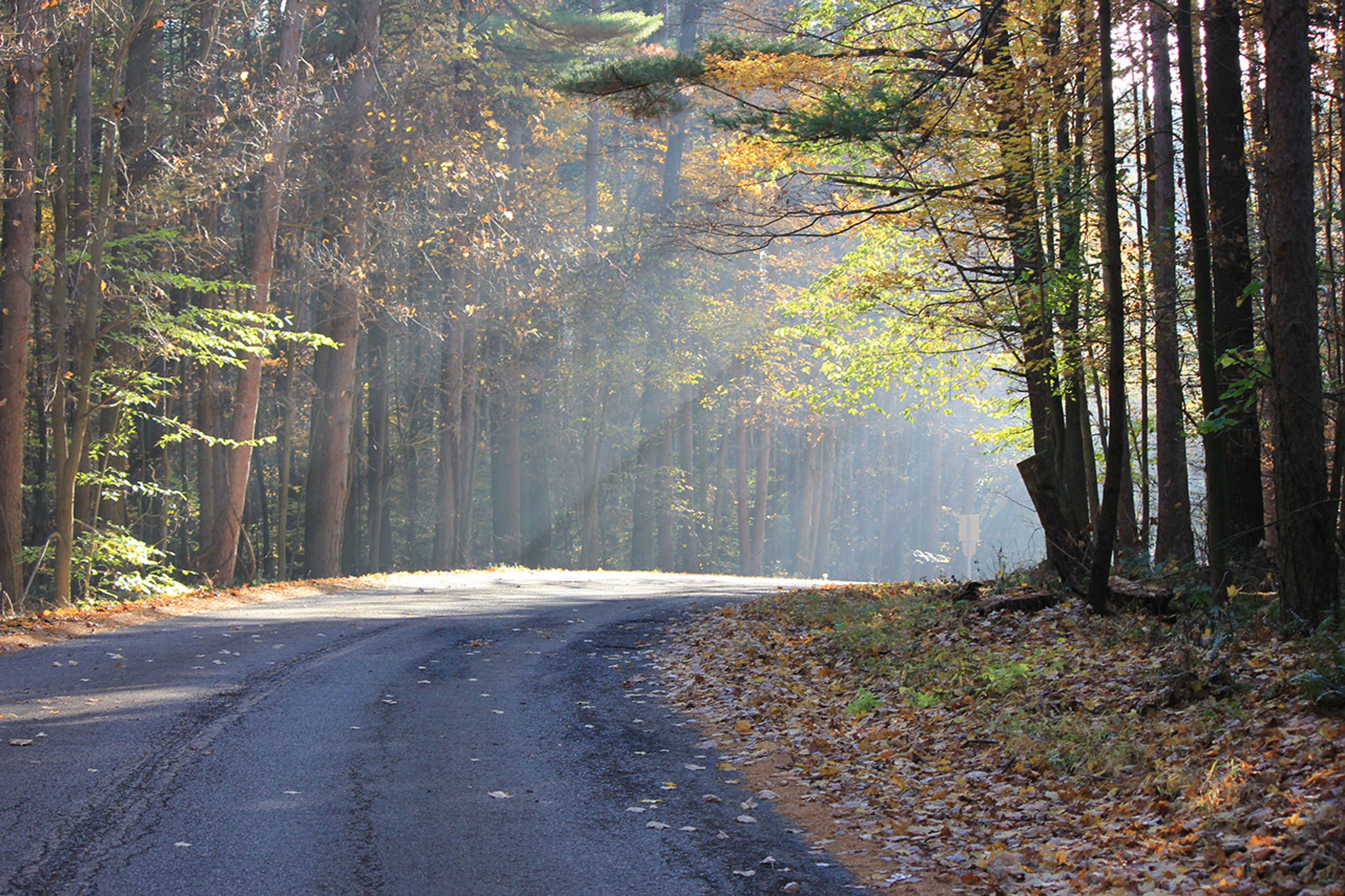 Sun rays shining though the trees on a paved road at Mohican State Park