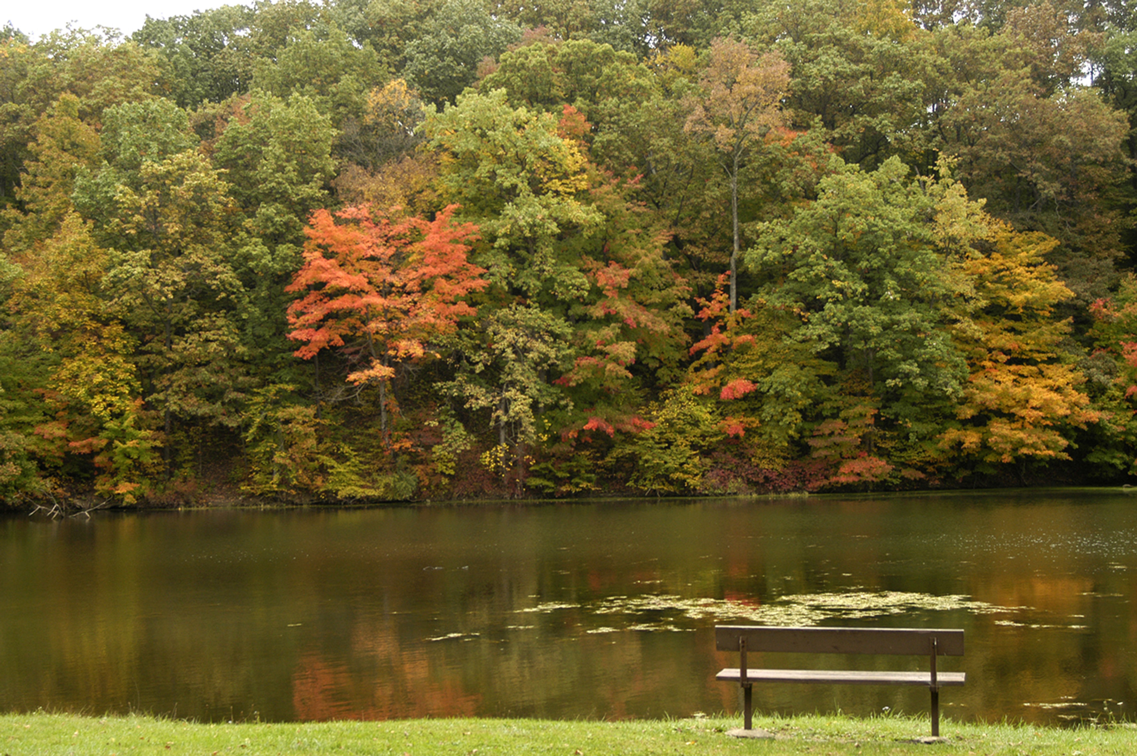 A bench in front of a lake with trees in the background at Mt Gilead State Park