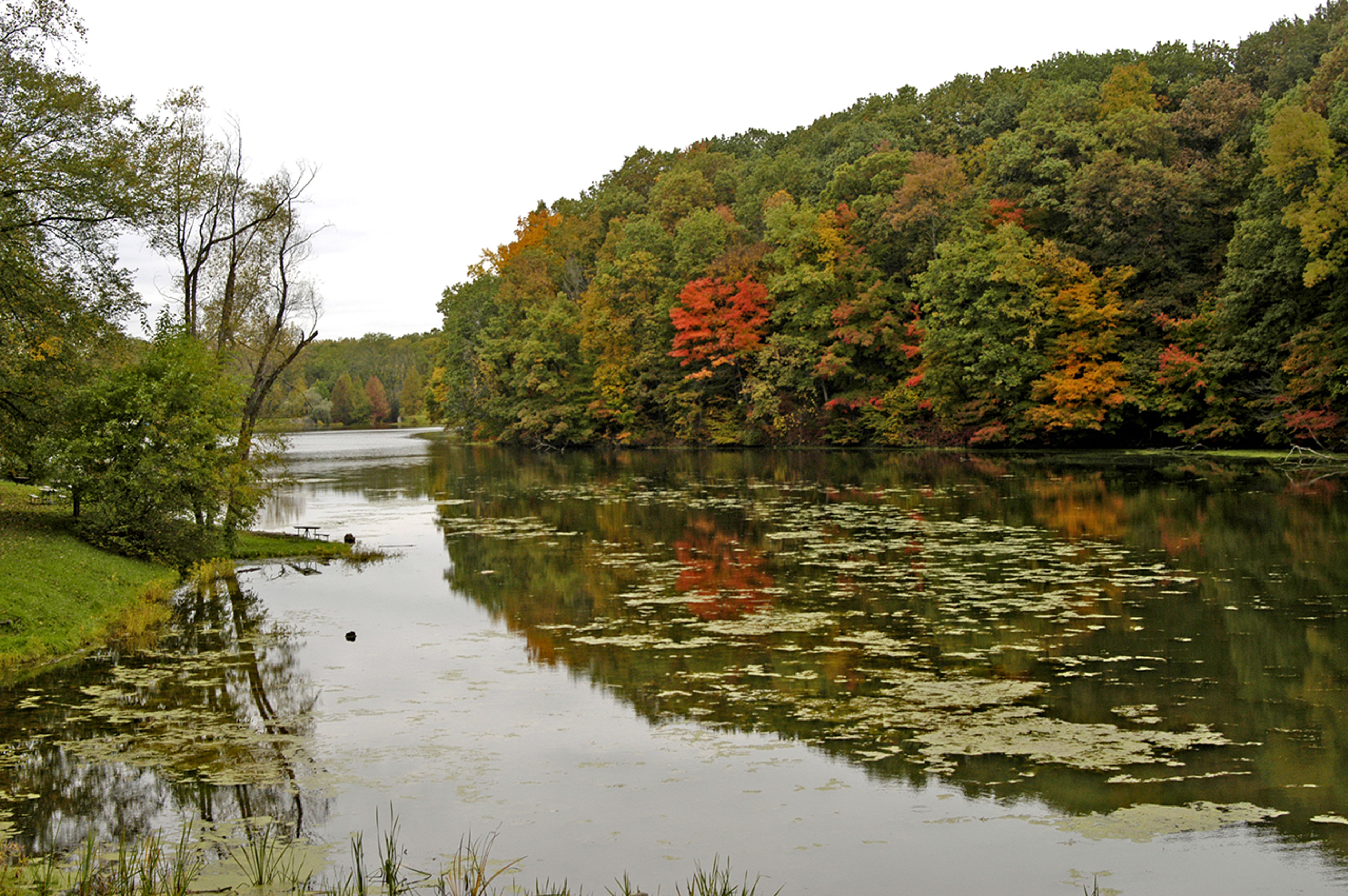 A lake with trees and plants on the shoreline at Mt Gilead State Park