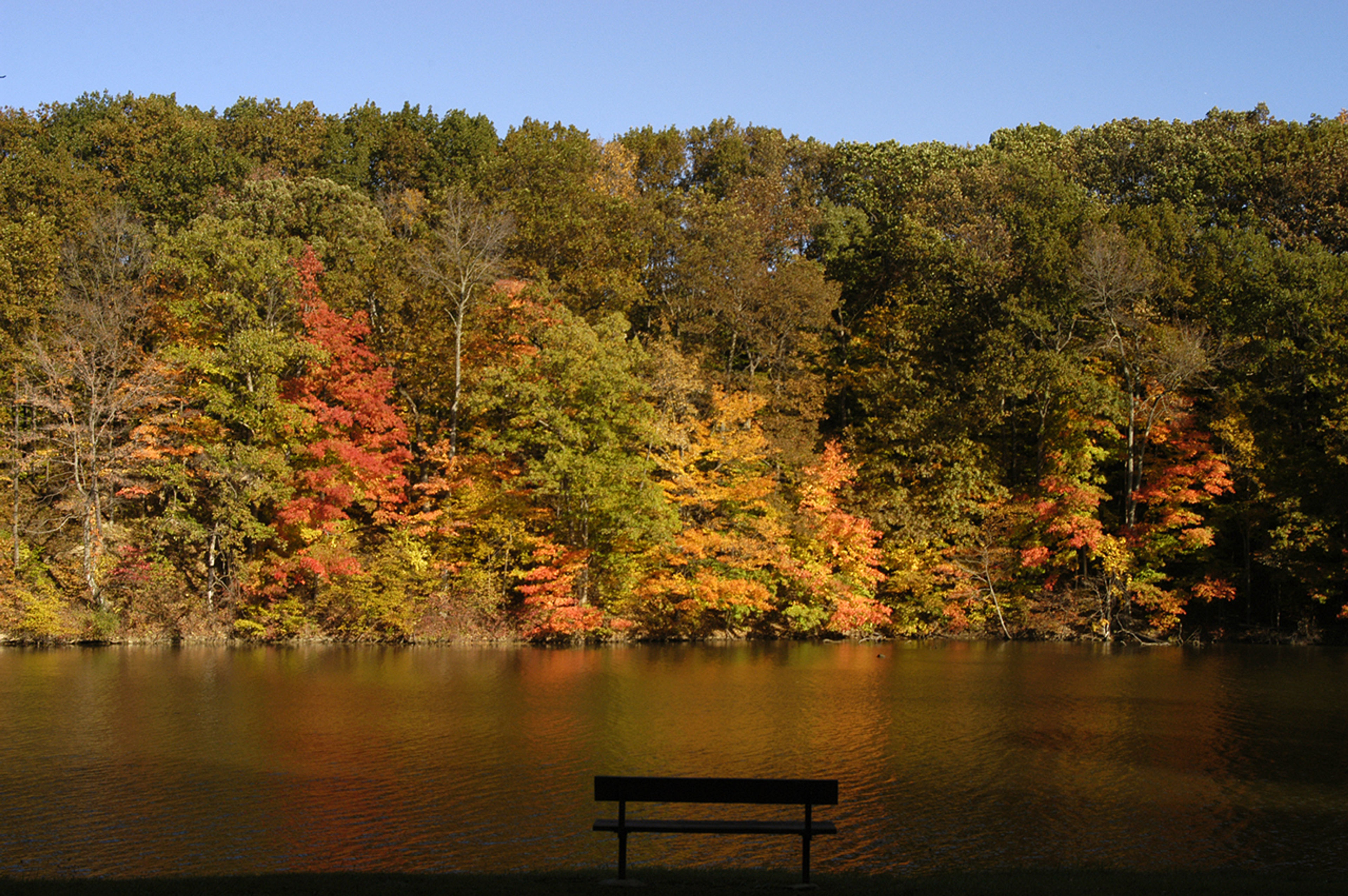 A bench in front of a lake with trees in the background at Mt Gilead State Park