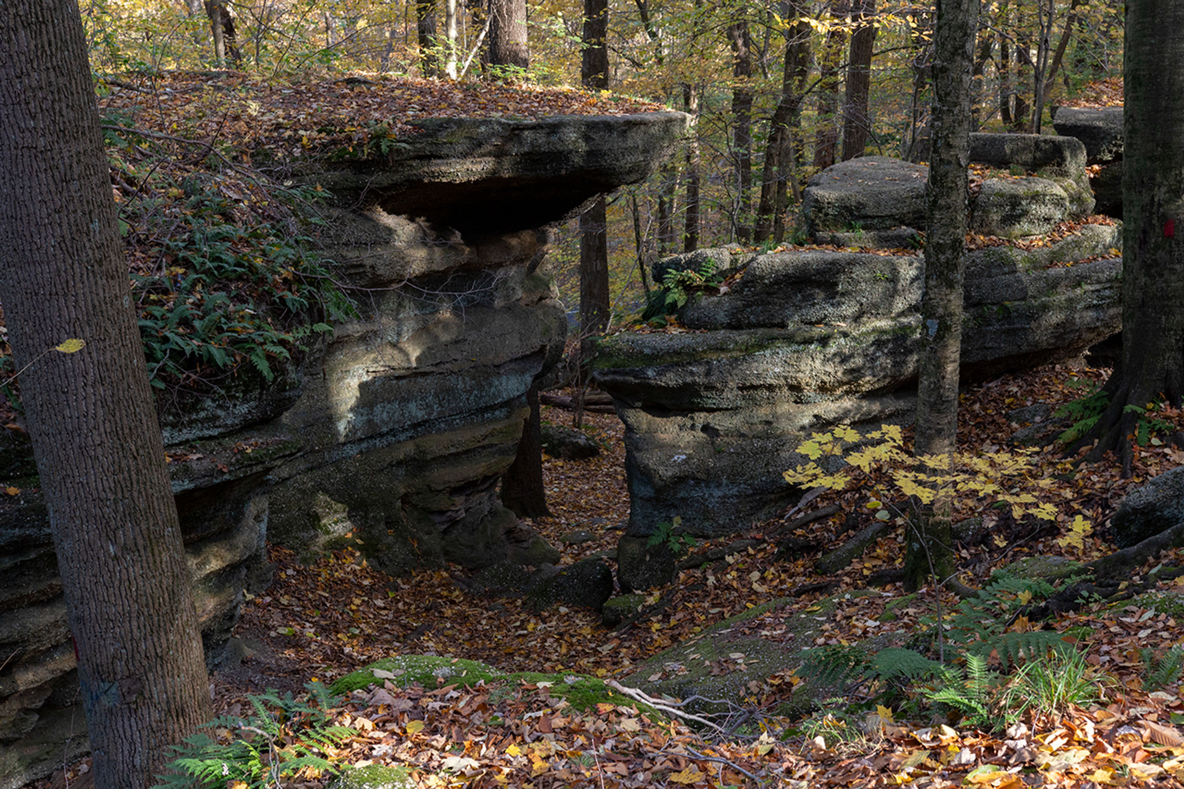 Large rock formations in the woods at Nelson-Kennedy Ledges State Park