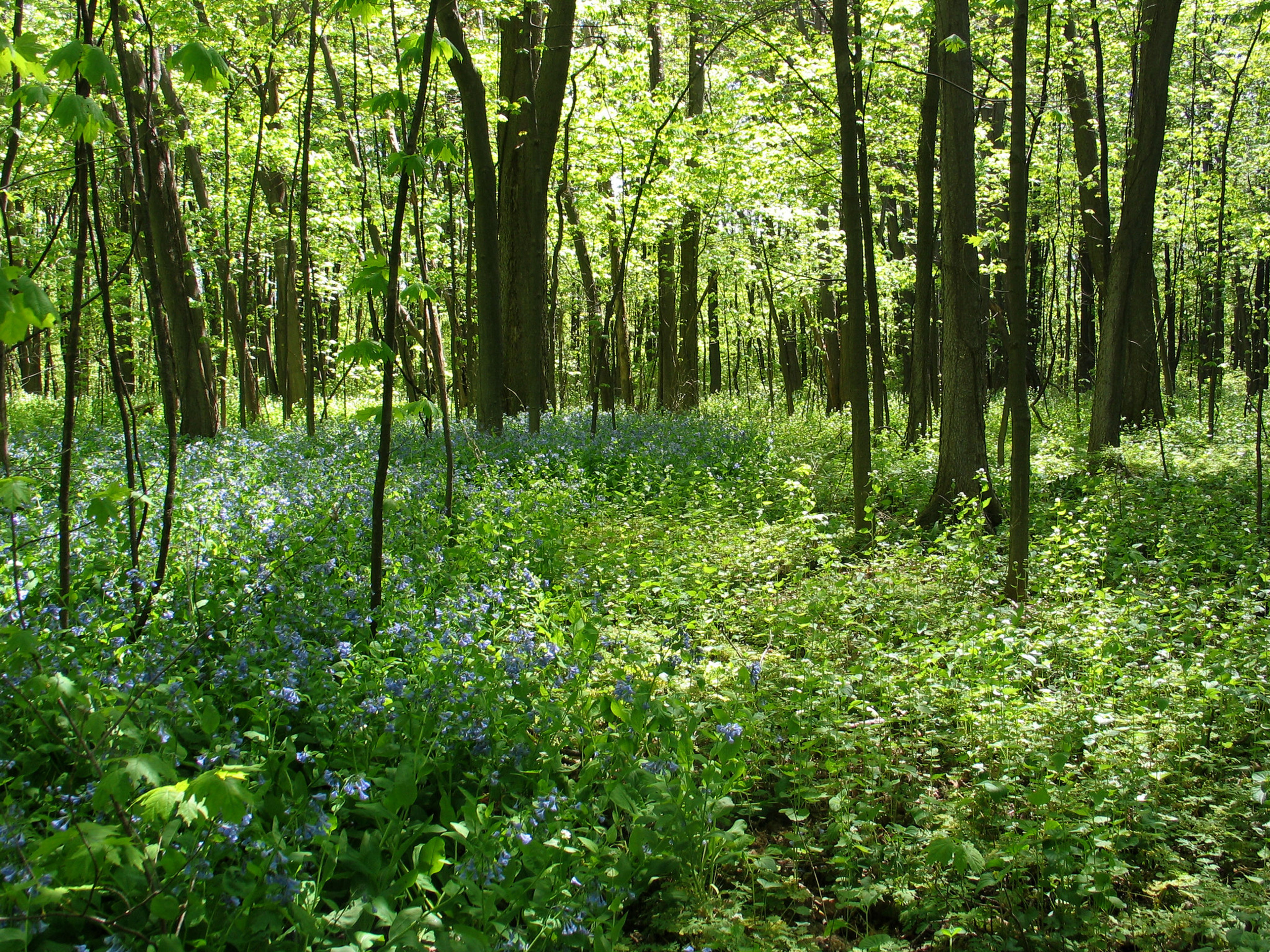 Wildflowers in a forest at North Bass Island State Park