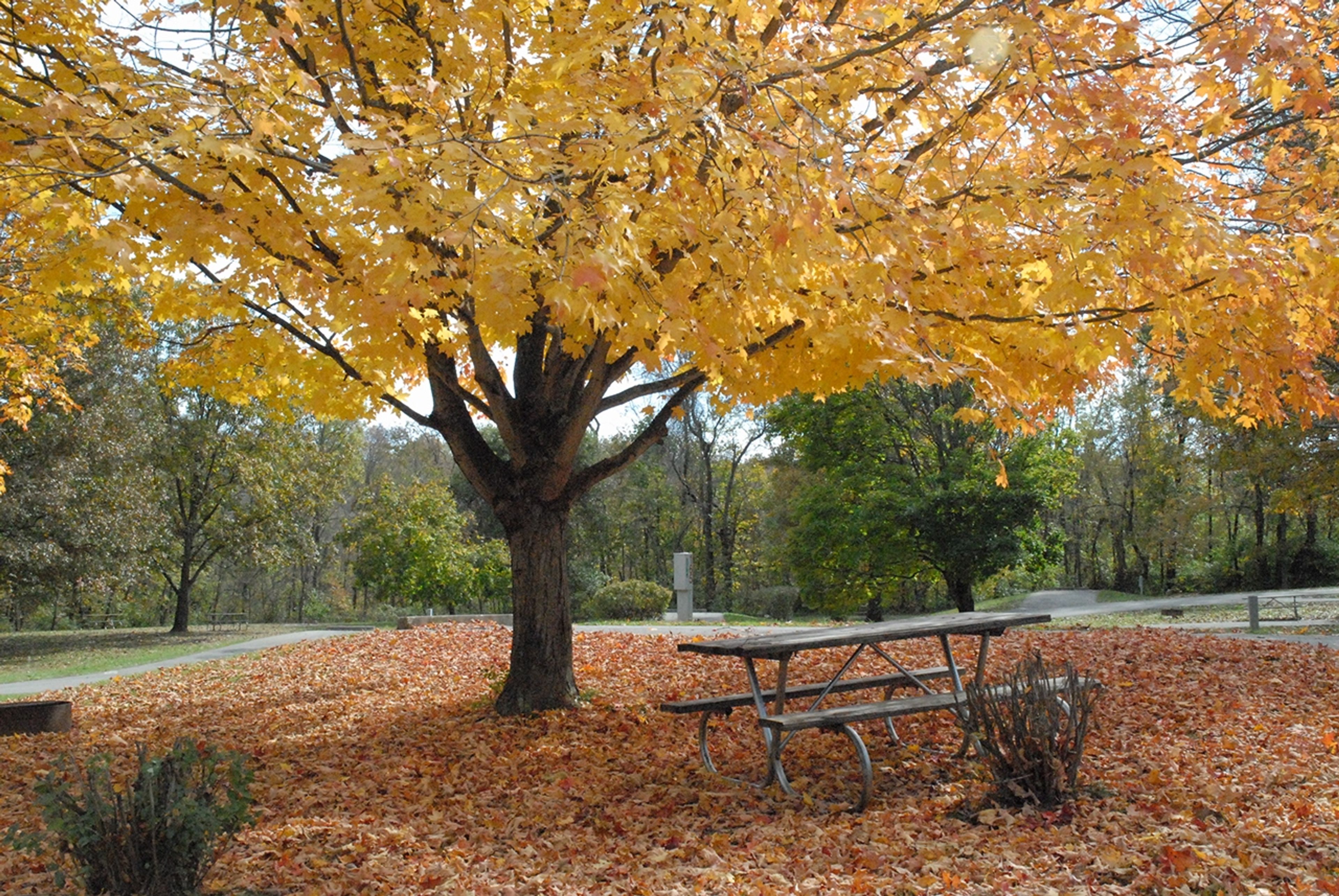 A picnic table under a tree with yellow leaves and orange and red fallen leaves covering the ground at Paint Creek State Park