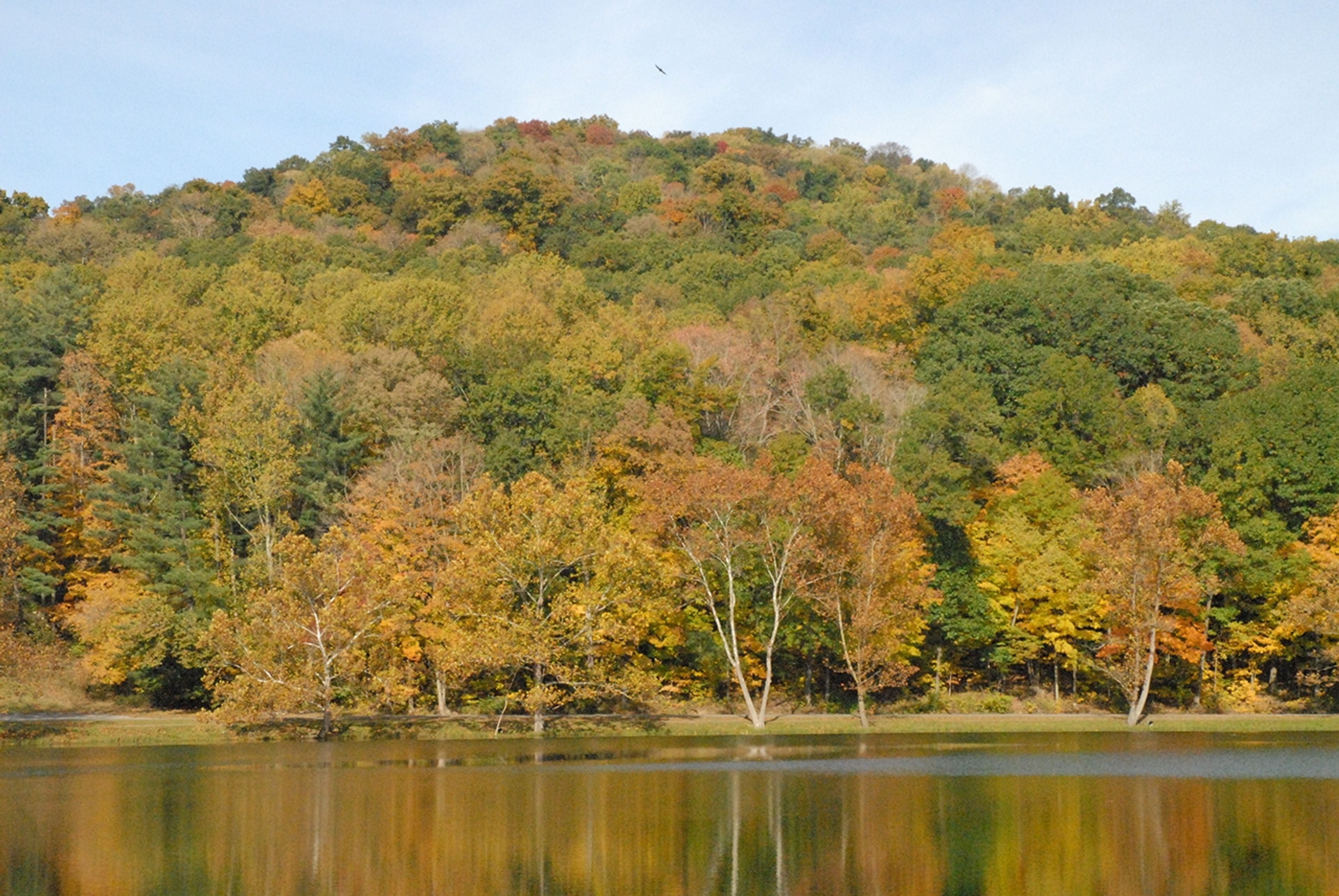 A lake with yellow and green trees and a bird flying over it at Pike Lake State Park