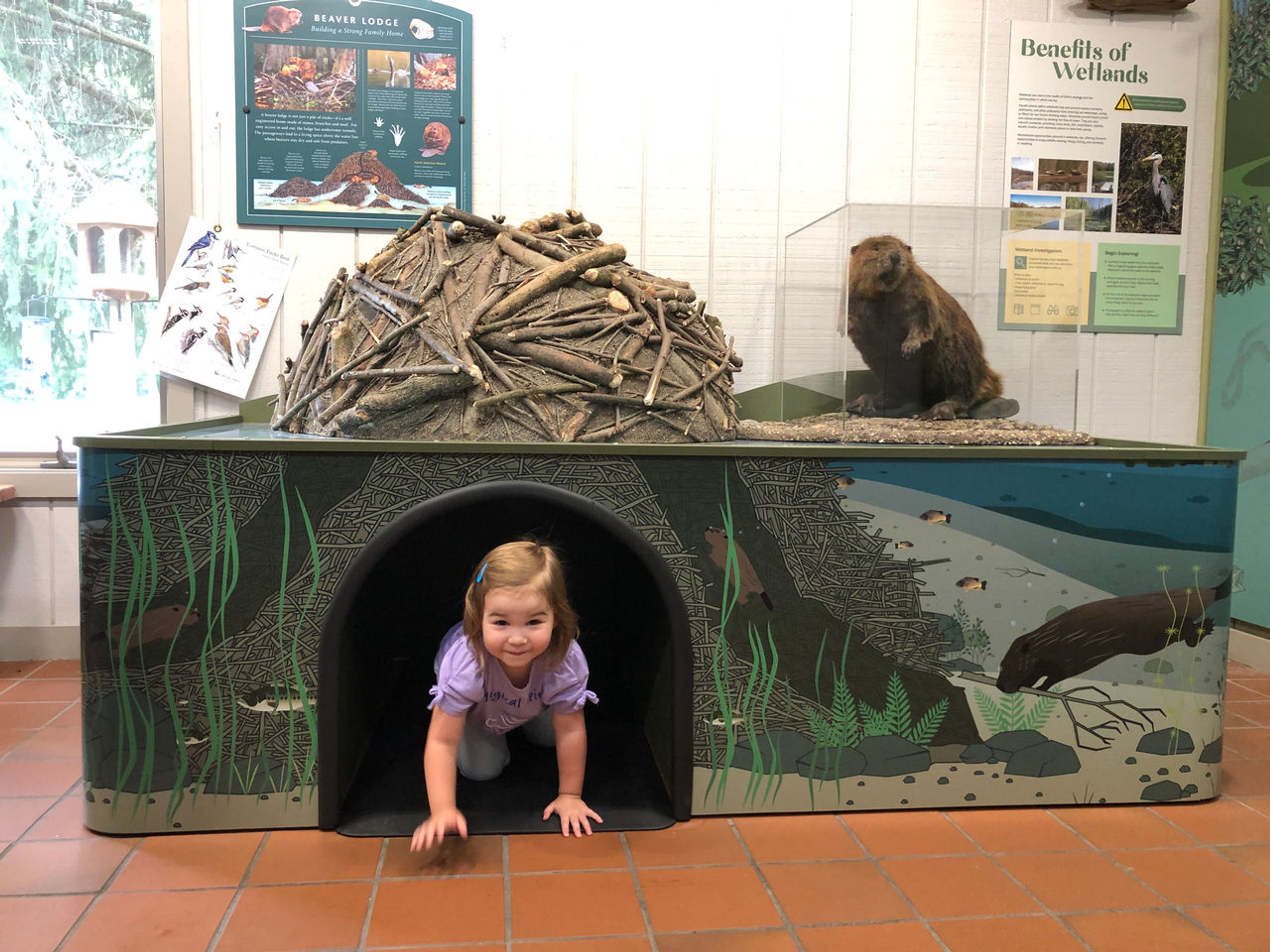 Child crawling out of a beaver dam exhibit at Pymatuning State Park