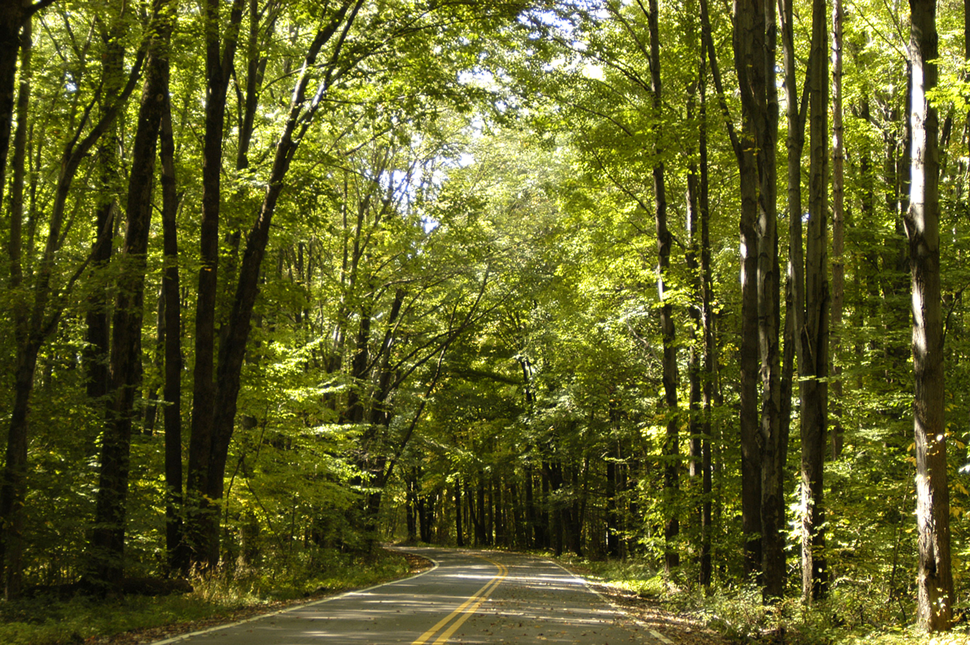 Winding road though the woods at Pymatuning State Park