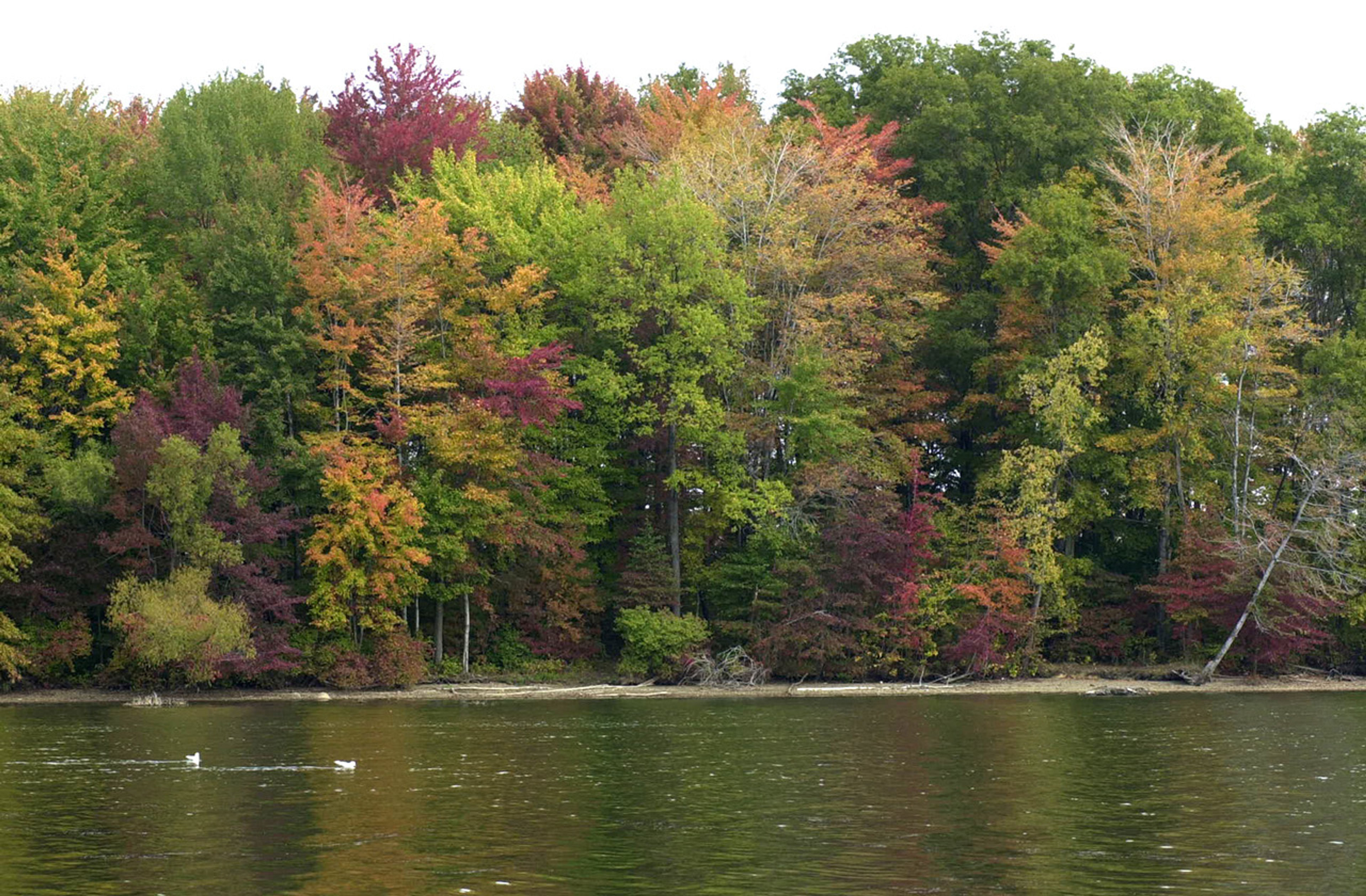 Trees next to a body of water at Pymatuning State Park