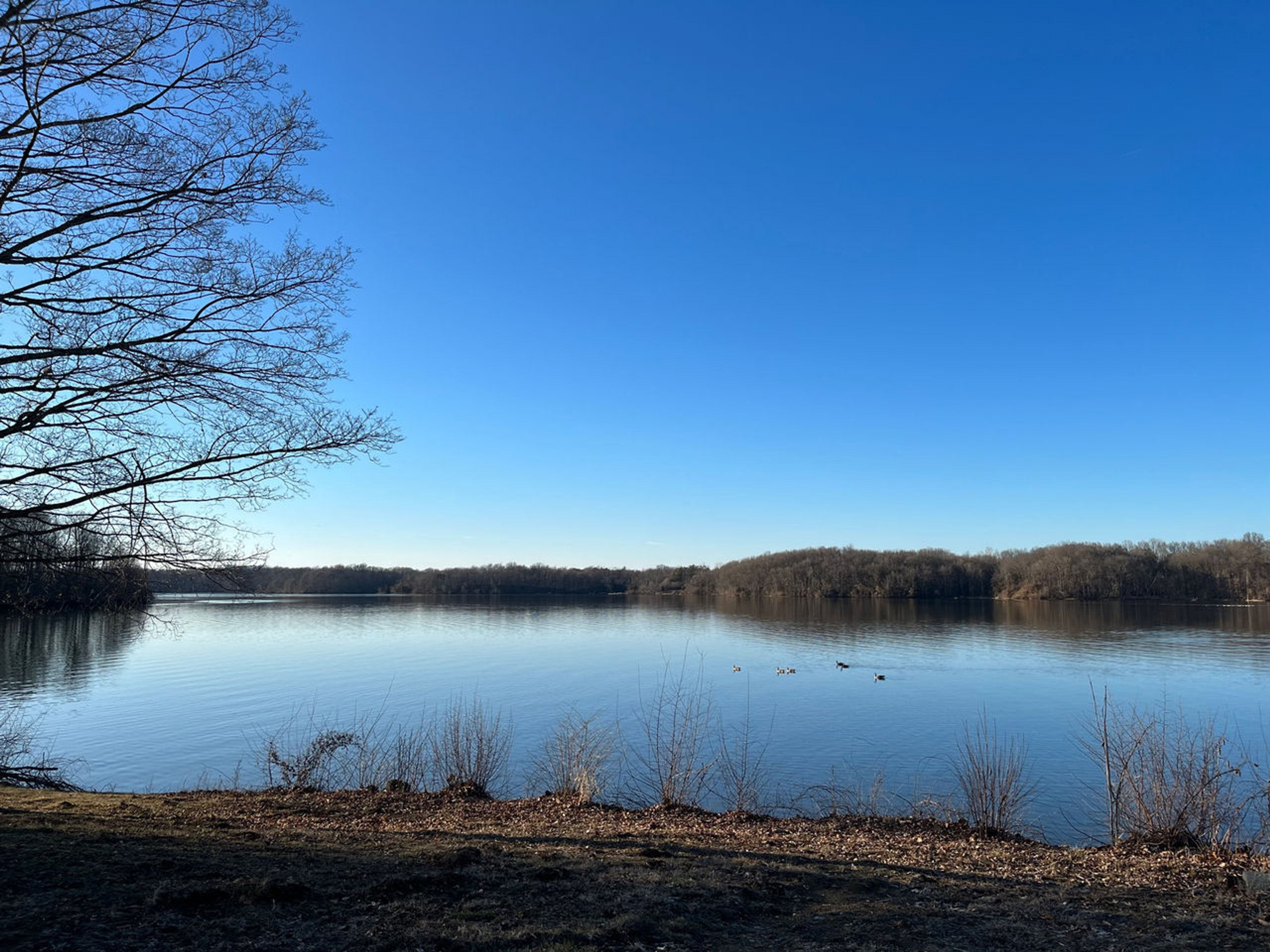 A body of water with trees and blue sky at Rocky Fork State Park