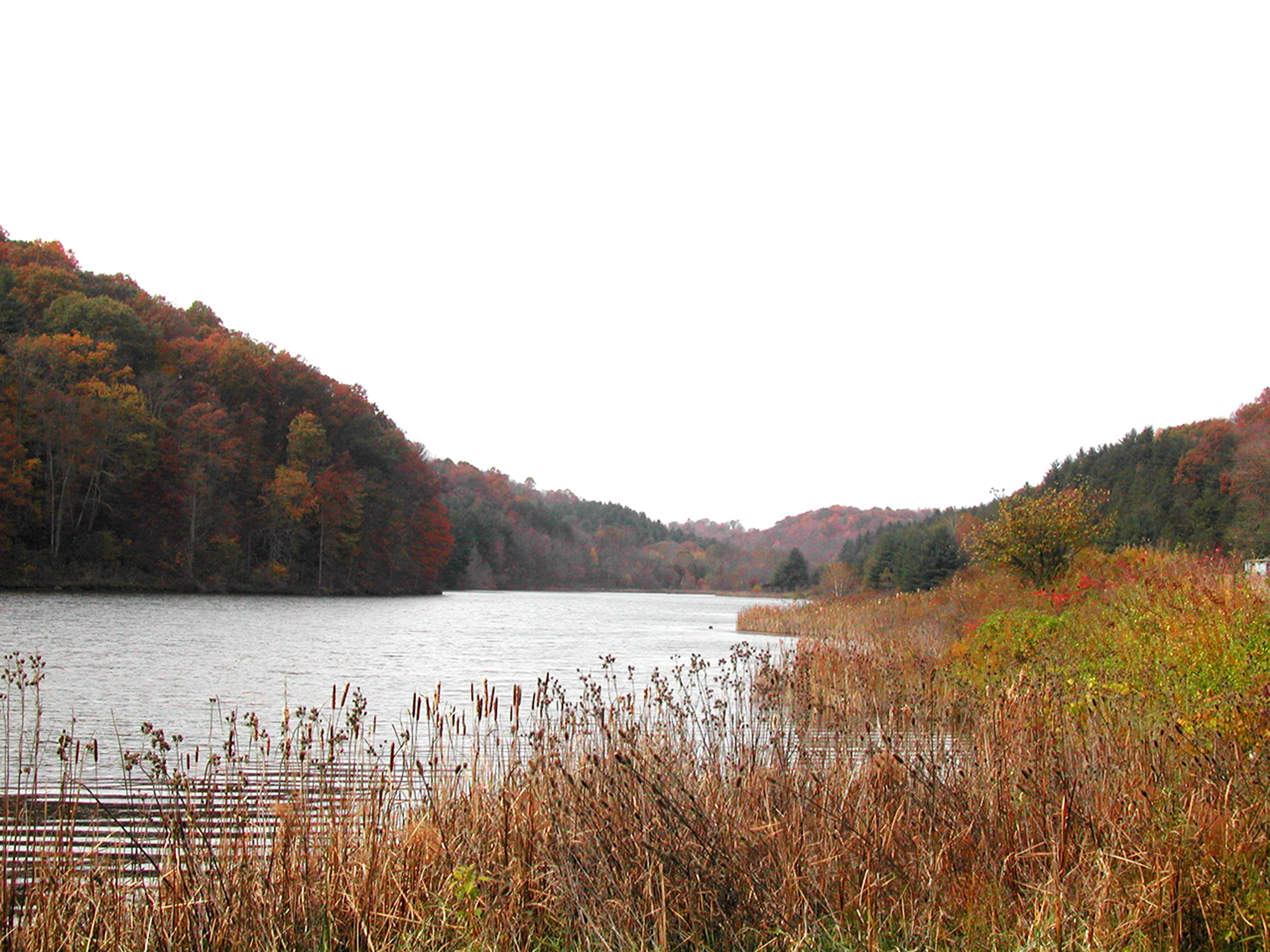 Lake surrounded by trees and tall grass at Strouds Run State Park