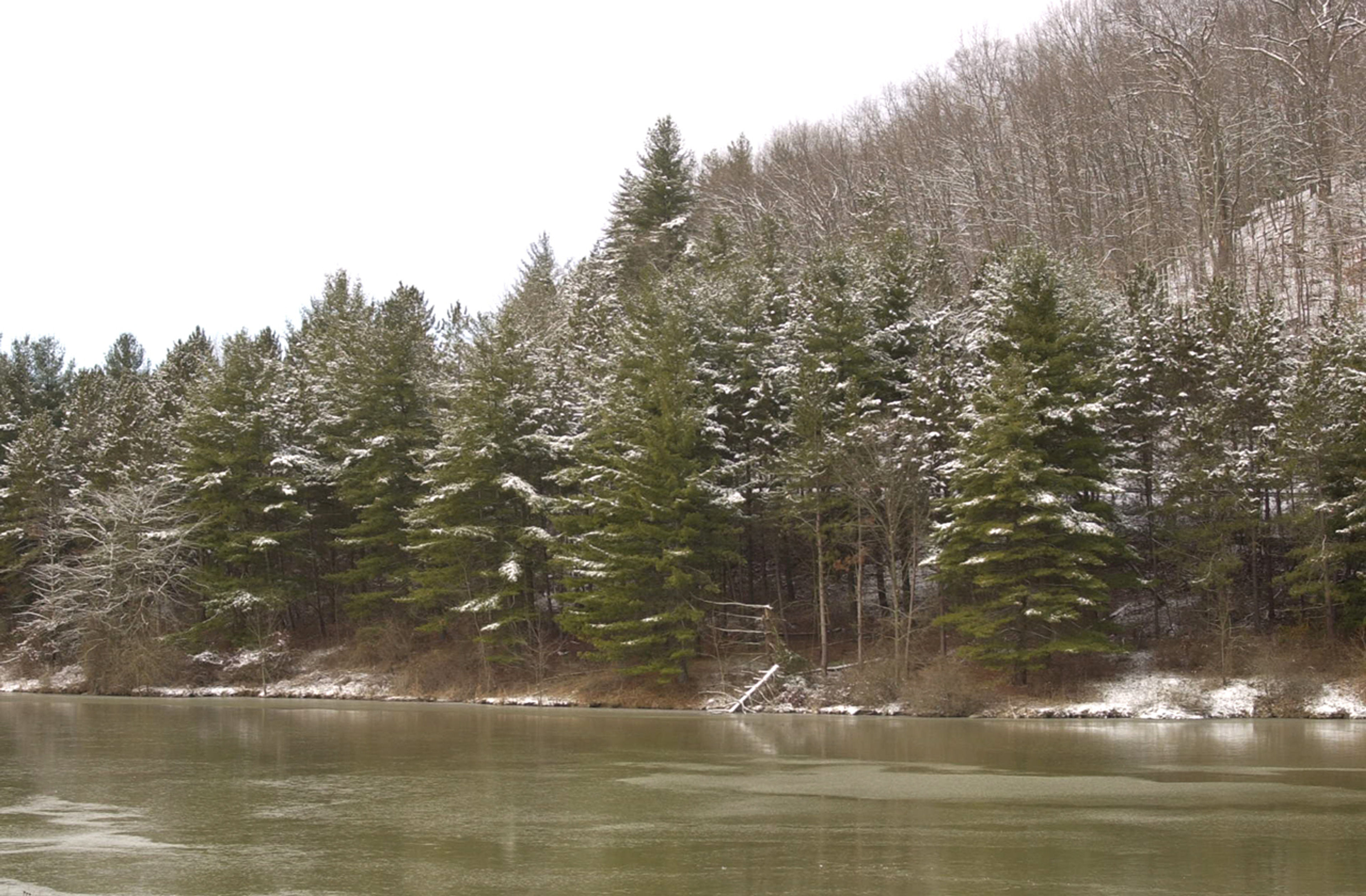 Snowy trees along a body of water at Strouds Run State Park